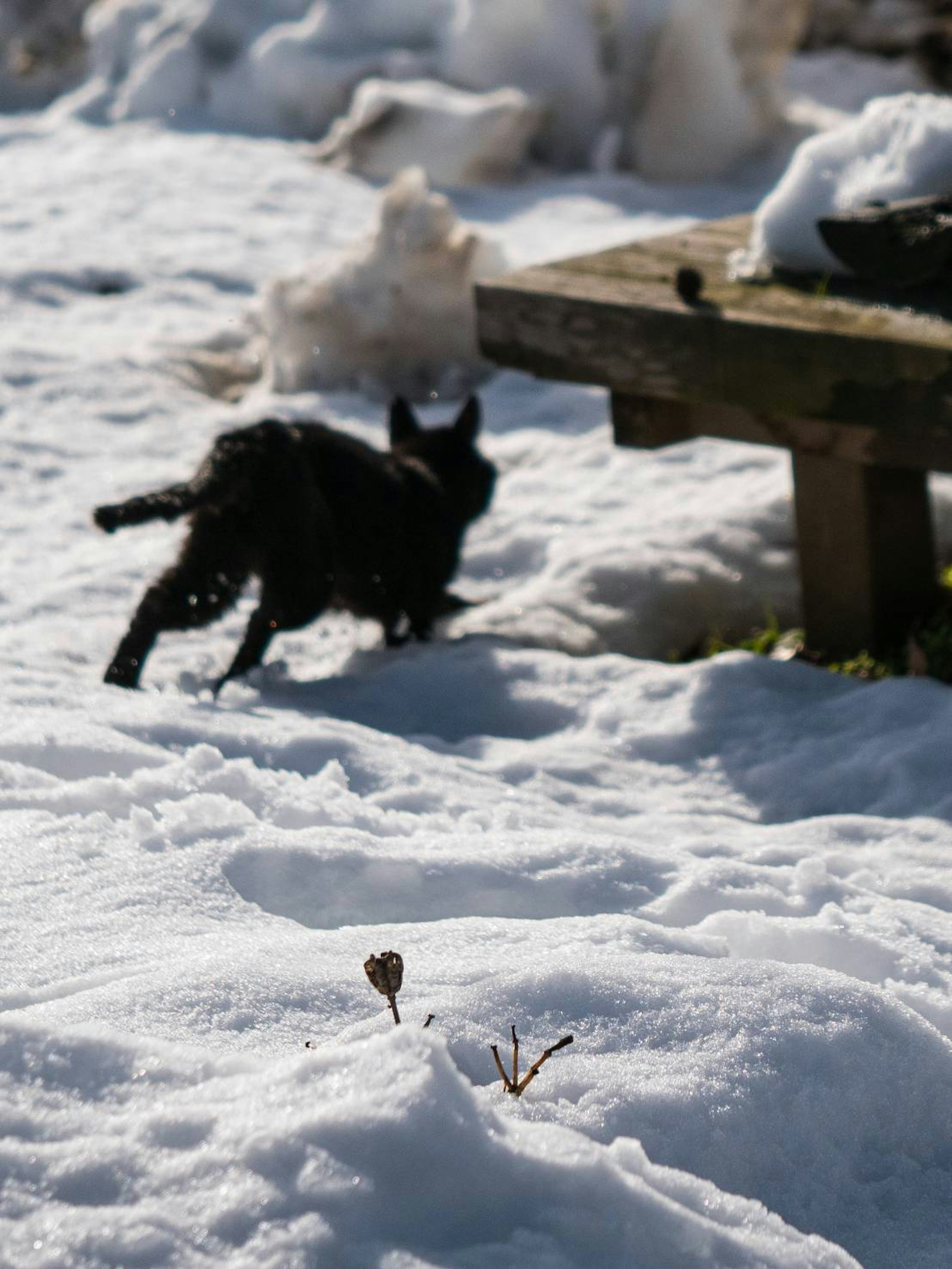 一隻黑貓在雪地上奔跑，背景是一張木製長椅