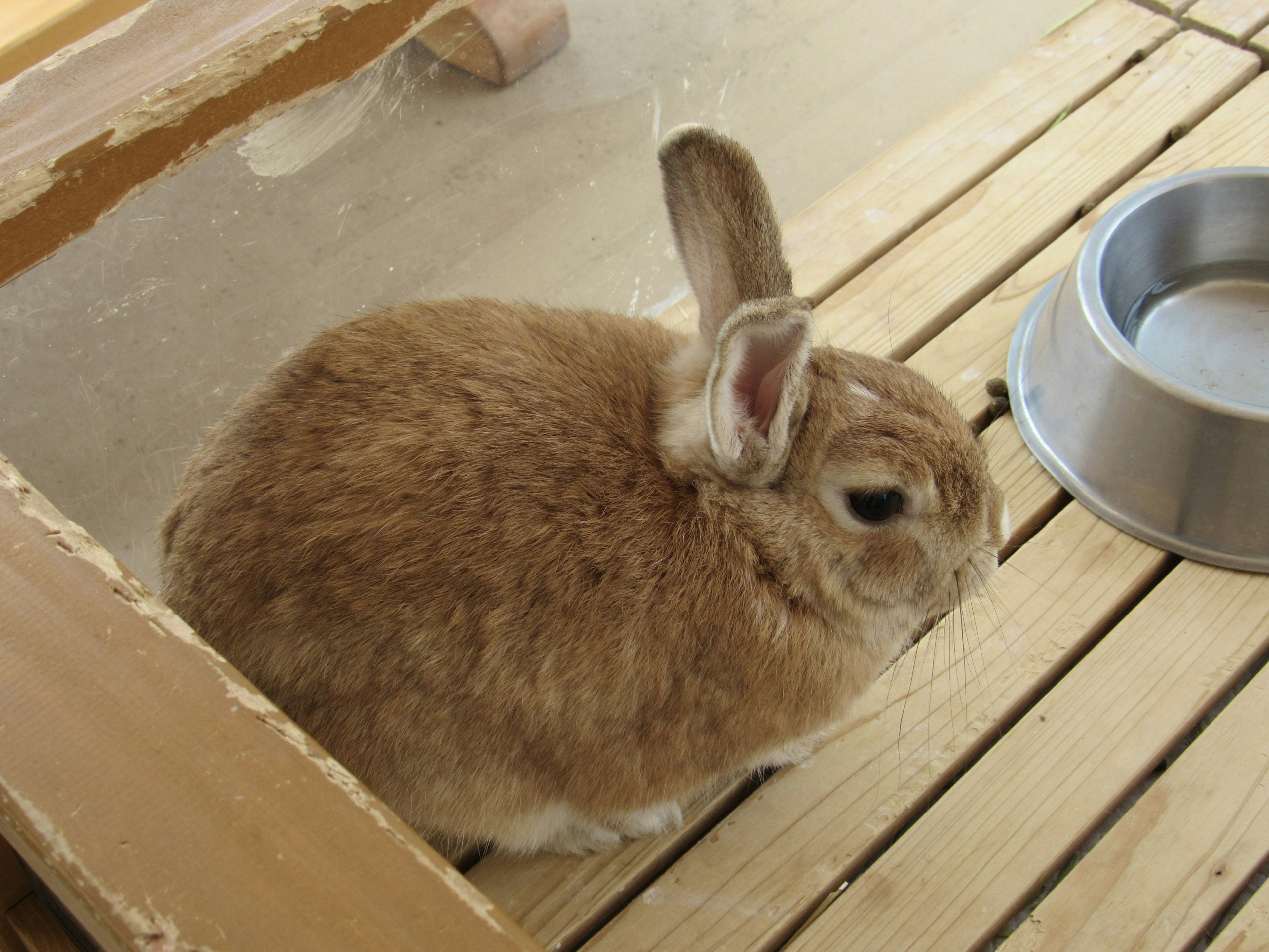 A brown rabbit sitting on a wooden floor