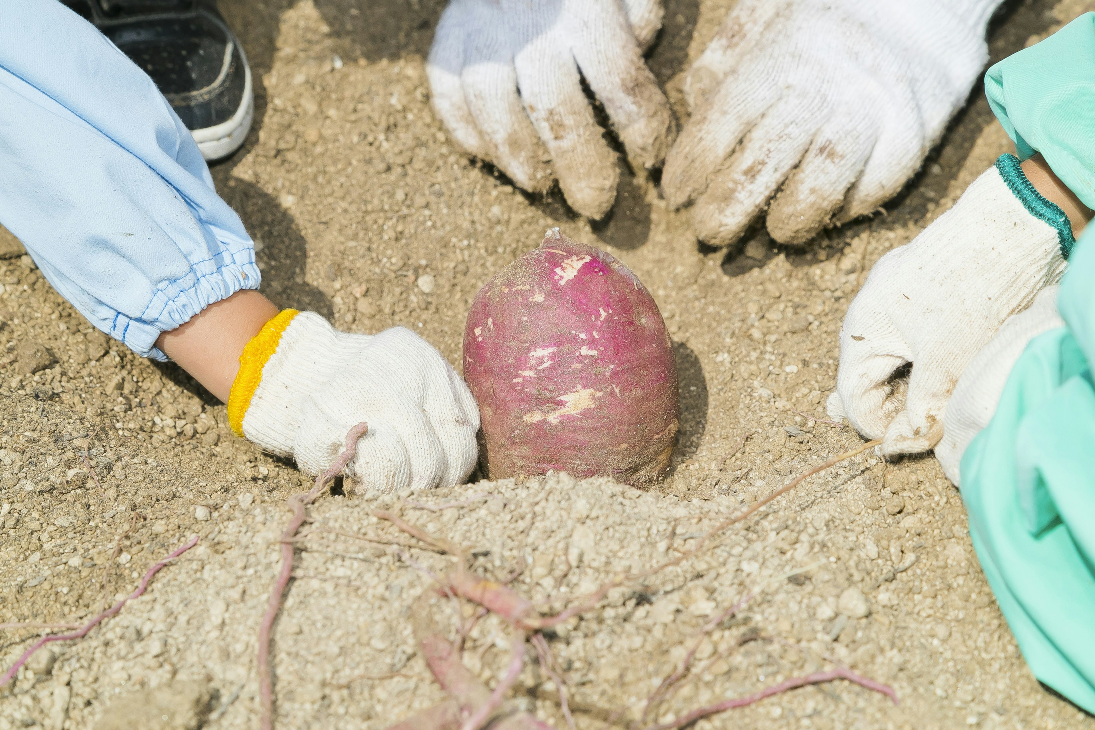 Hands uncovering a purple object from the ground