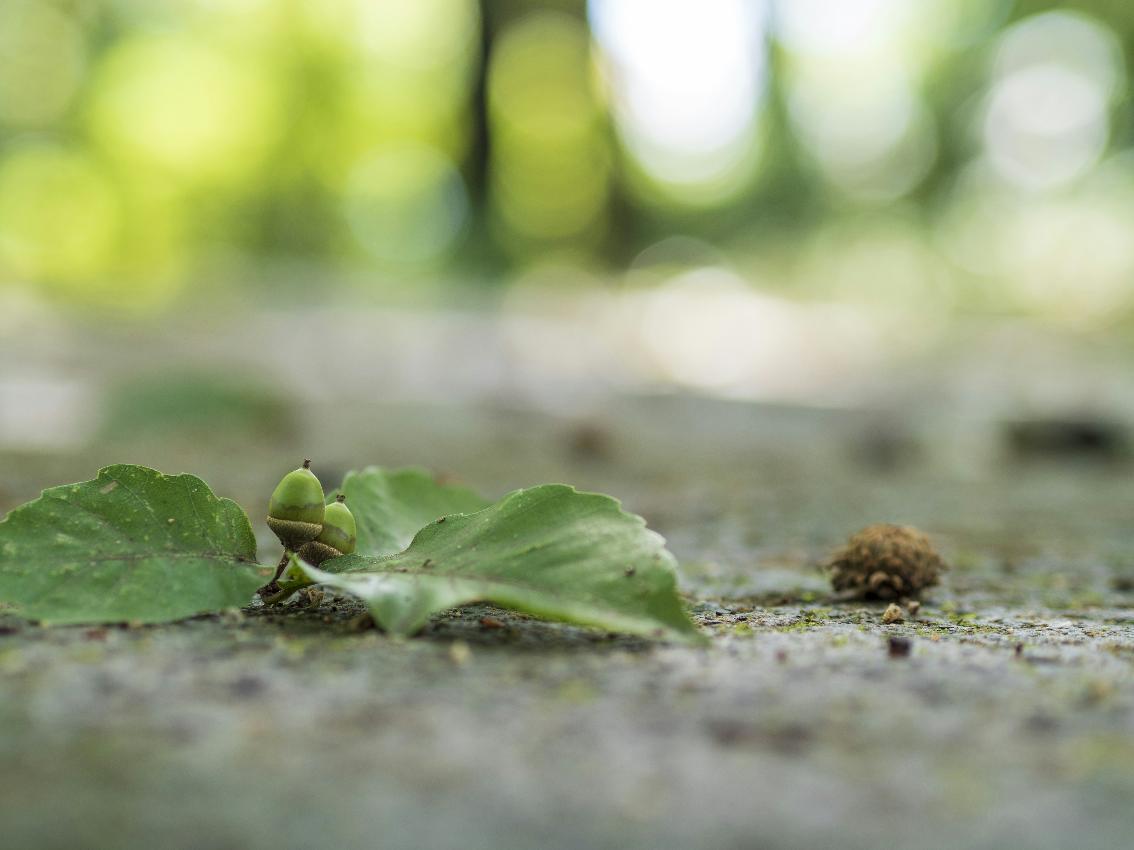 Una hoja verde y un pequeño bulto de tierra en el suelo con un fondo natural verde borroso