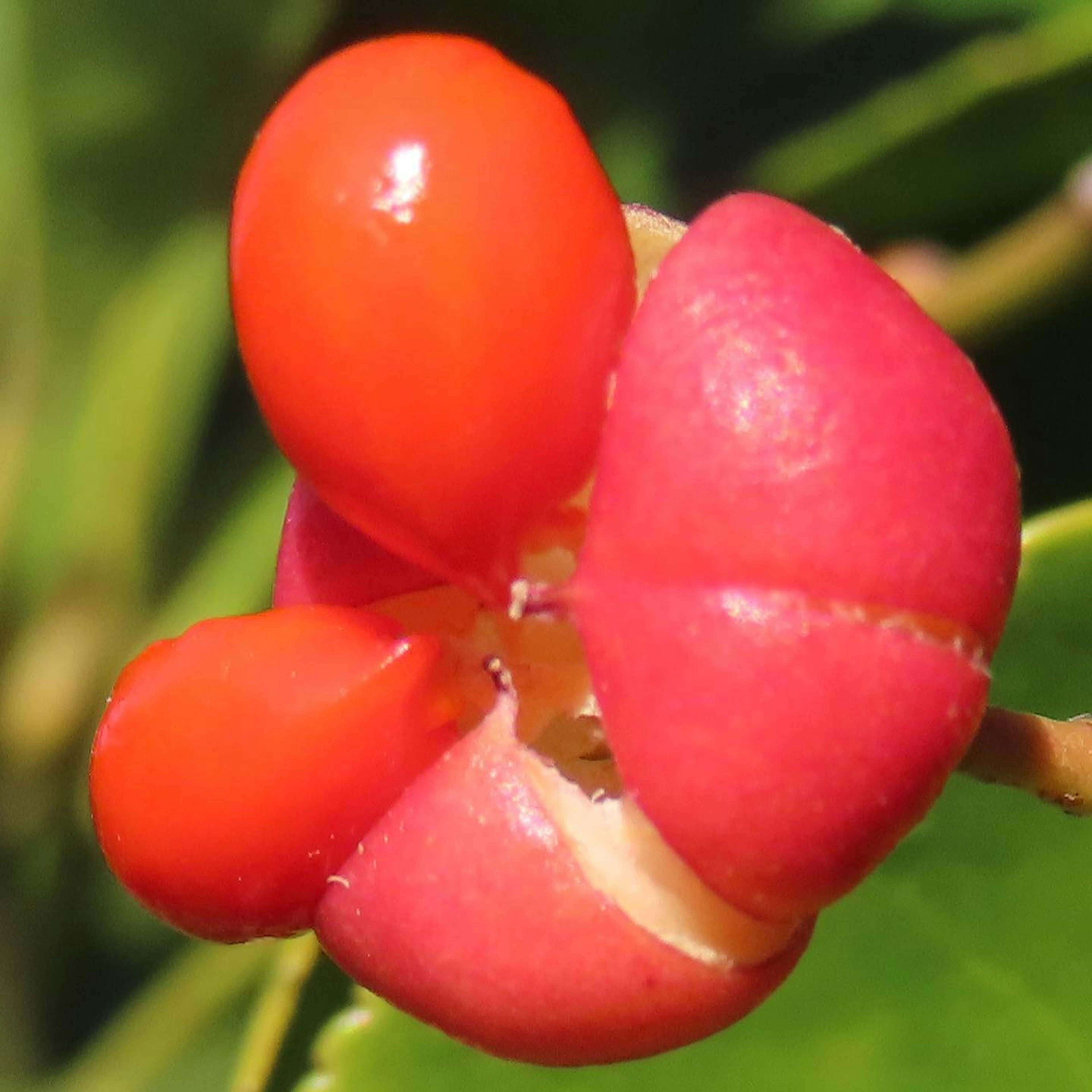 Gros plan d'une plante avec des fruits rouges distinctifs