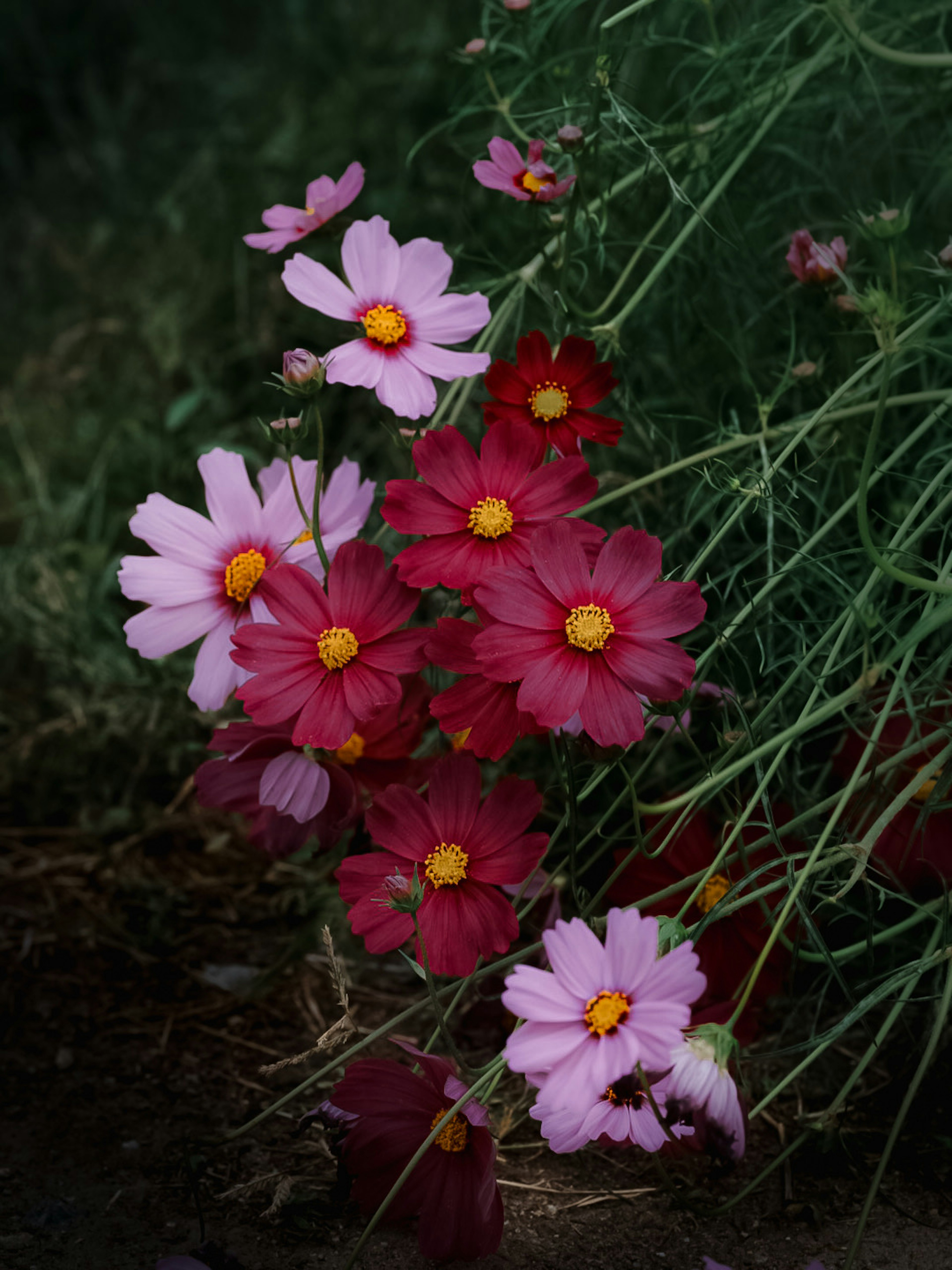 Ein Cluster von bunten Kosmosblumen in Rosa- und Rottönen mit gelben Zentren