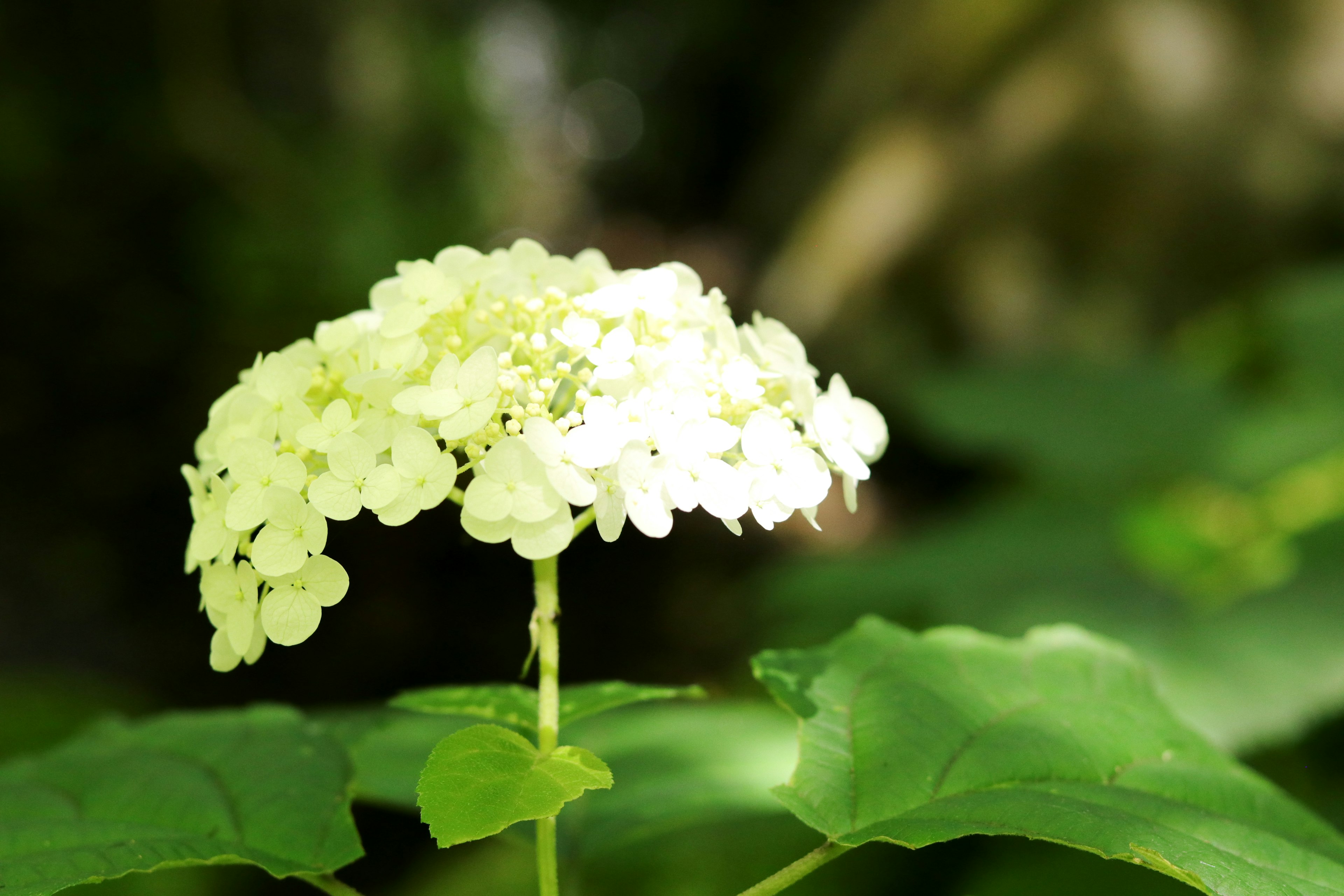 白い花が咲いている緑の葉の背景