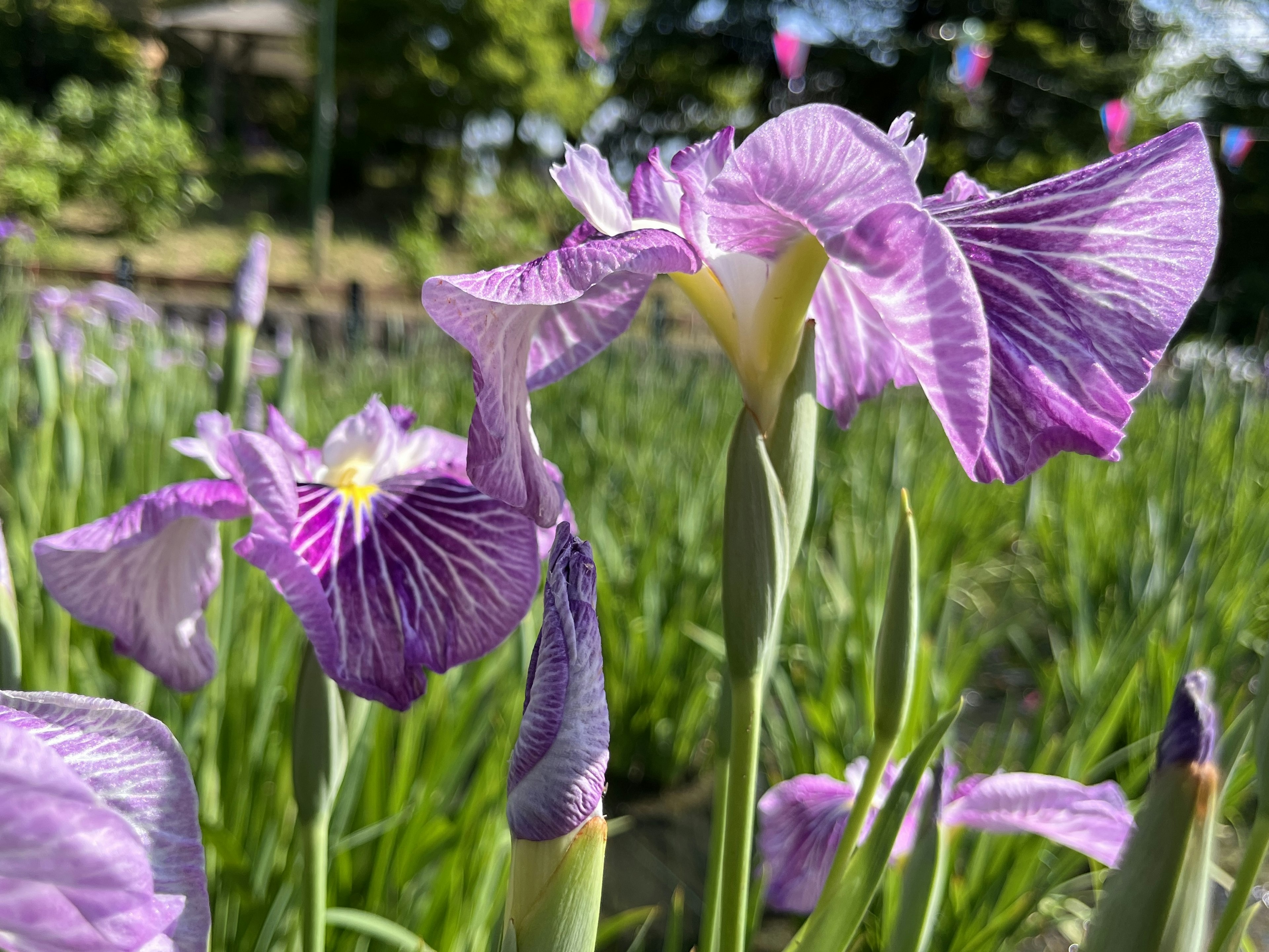 紫色花朵在花園中盛開，背景有綠色葉子和粉色旗幟