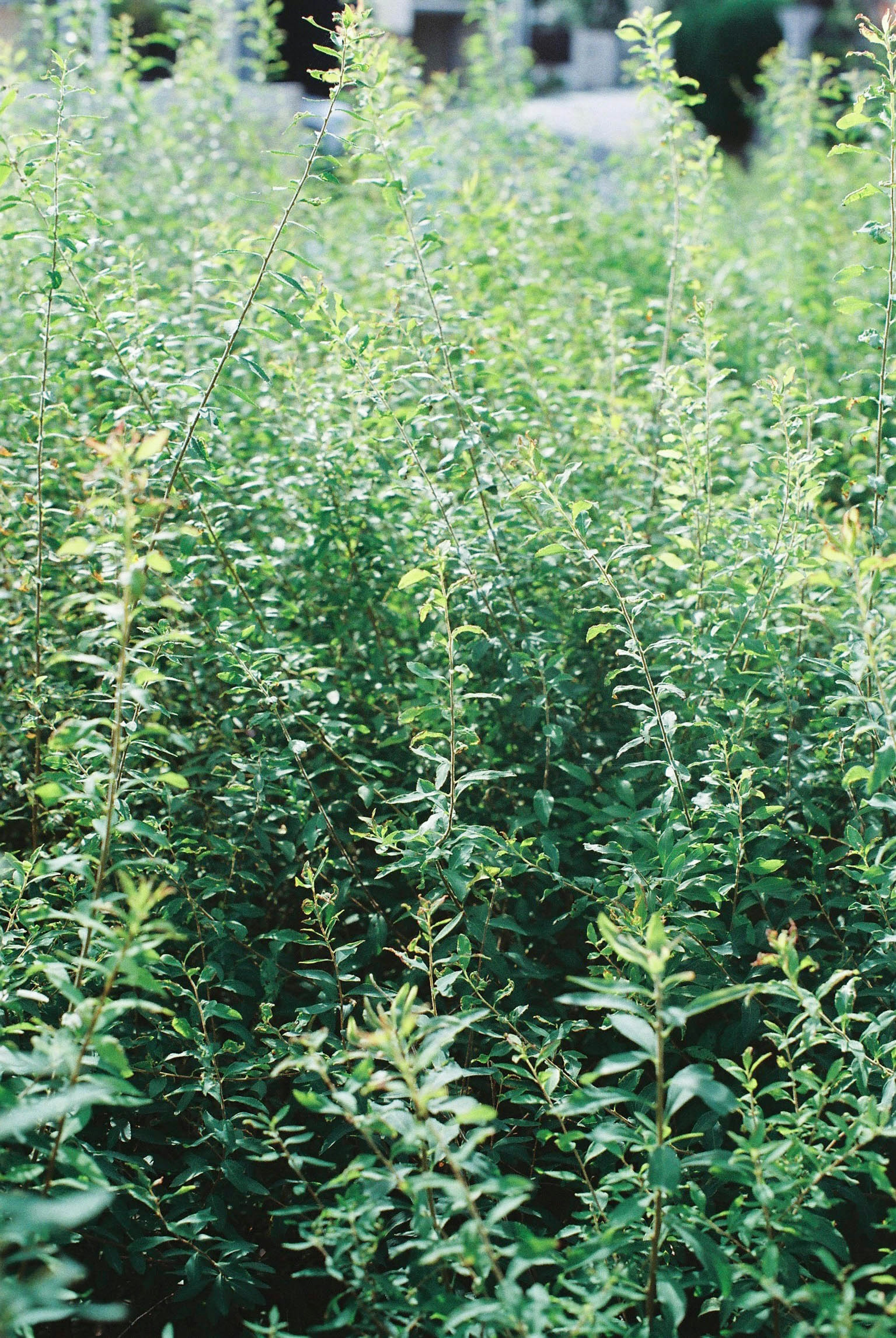 Plantes vertes luxuriantes poussant densément dans un environnement naturel