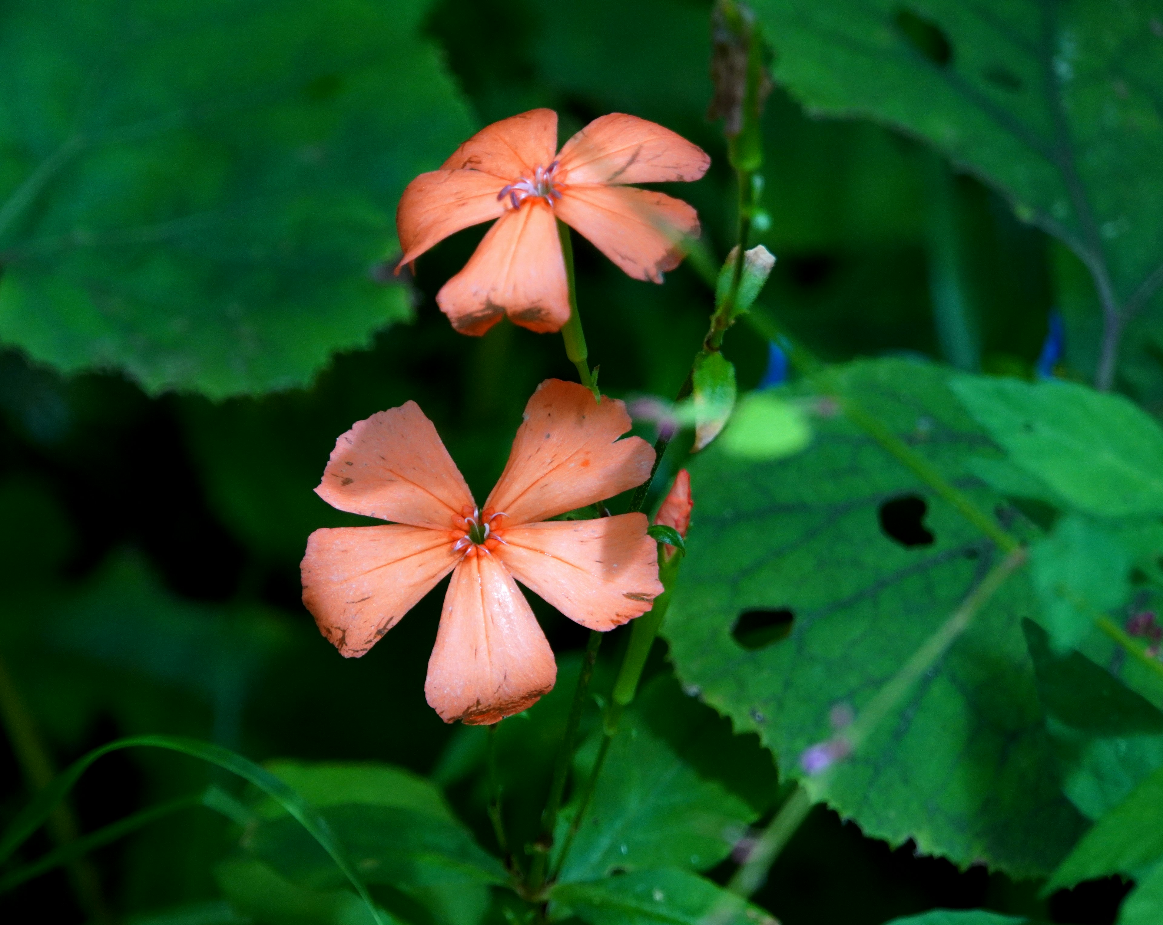 薄いオレンジの花が緑の葉の間に咲いている