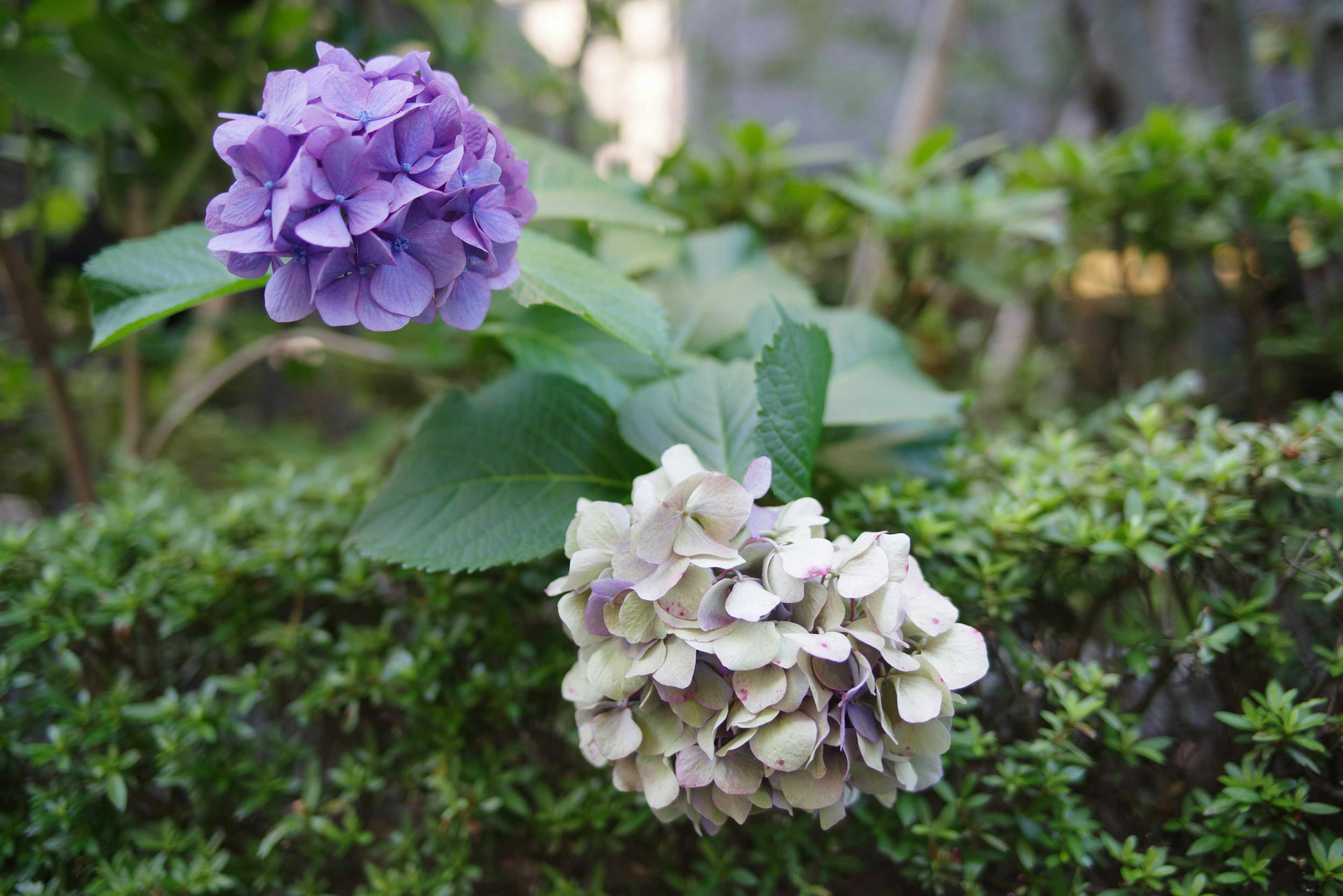 紫と白のアジサイの花が緑の葉の中に咲いている