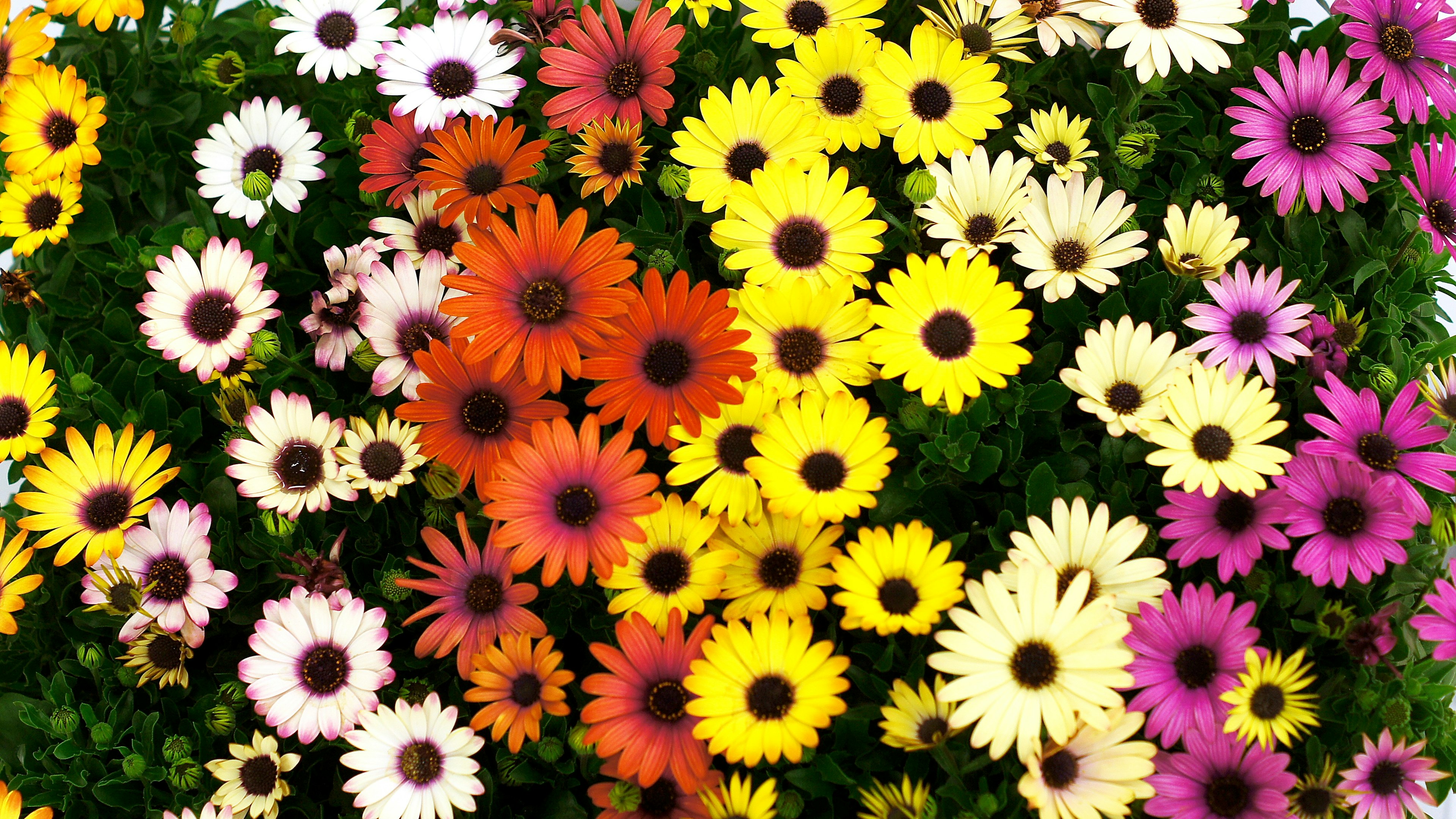 A vibrant display of colorful flowers in full bloom