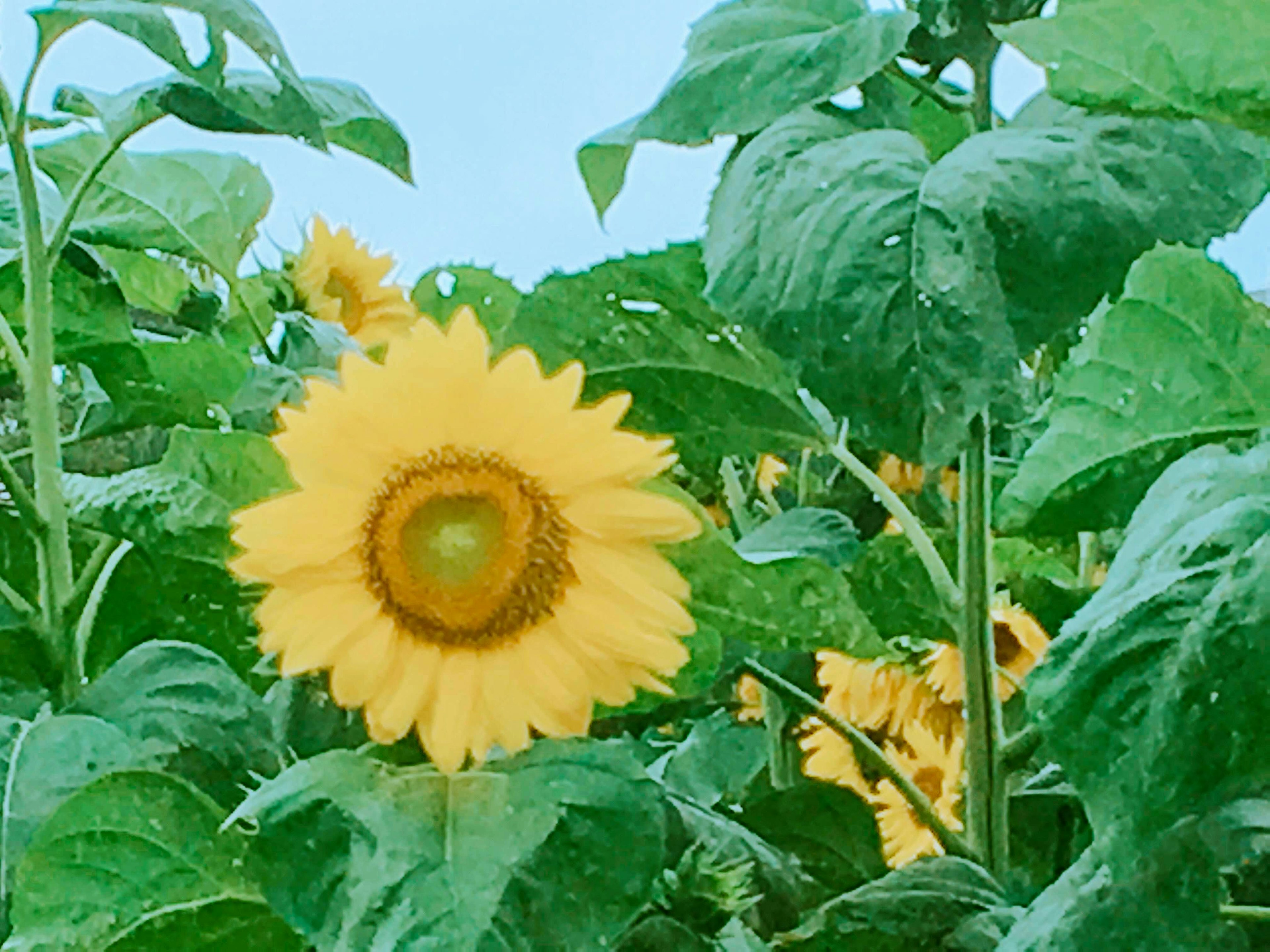 Un tournesol vibrant entouré de feuilles vertes luxuriantes