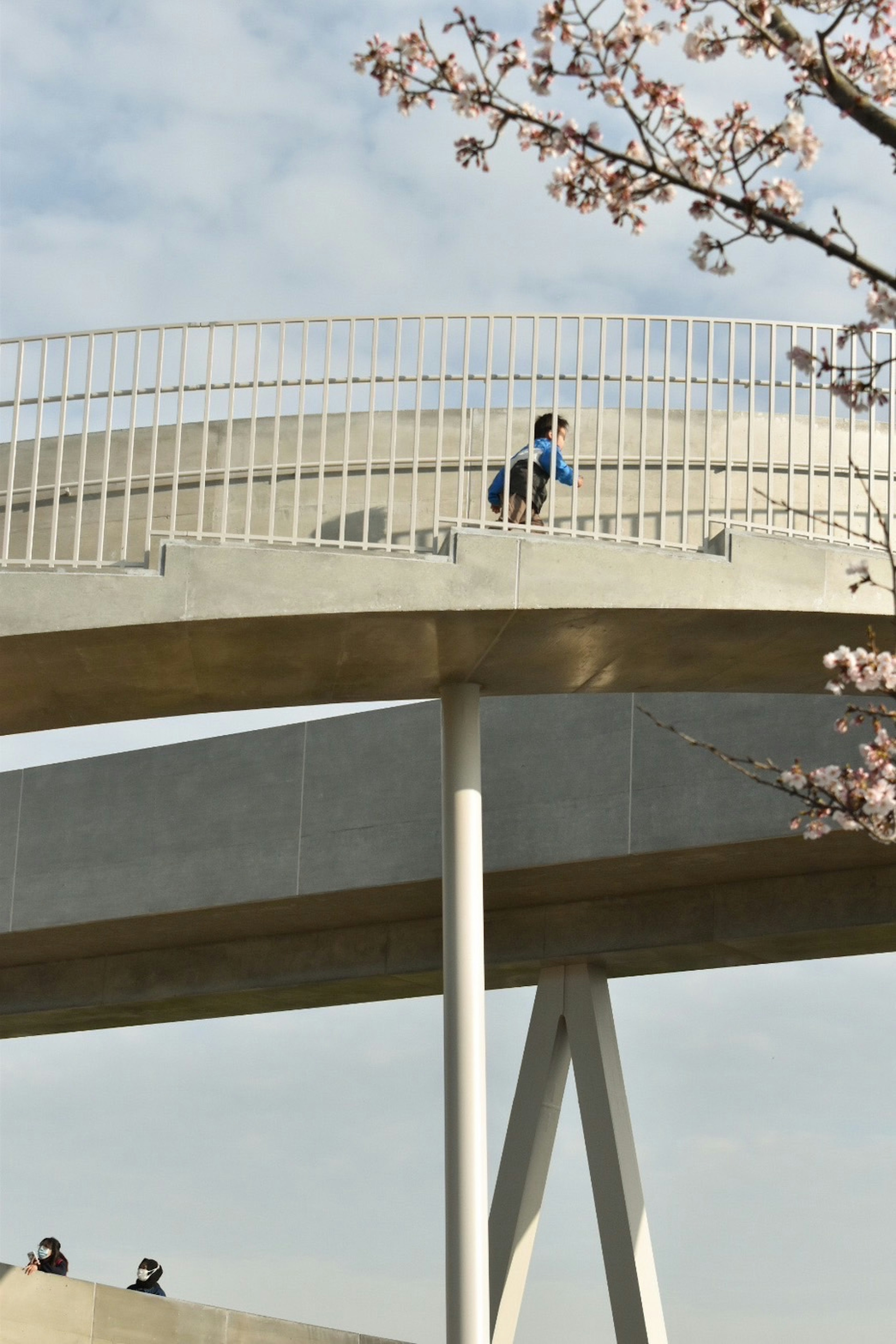 桜の木の近くにある円形の歩道を歩く人