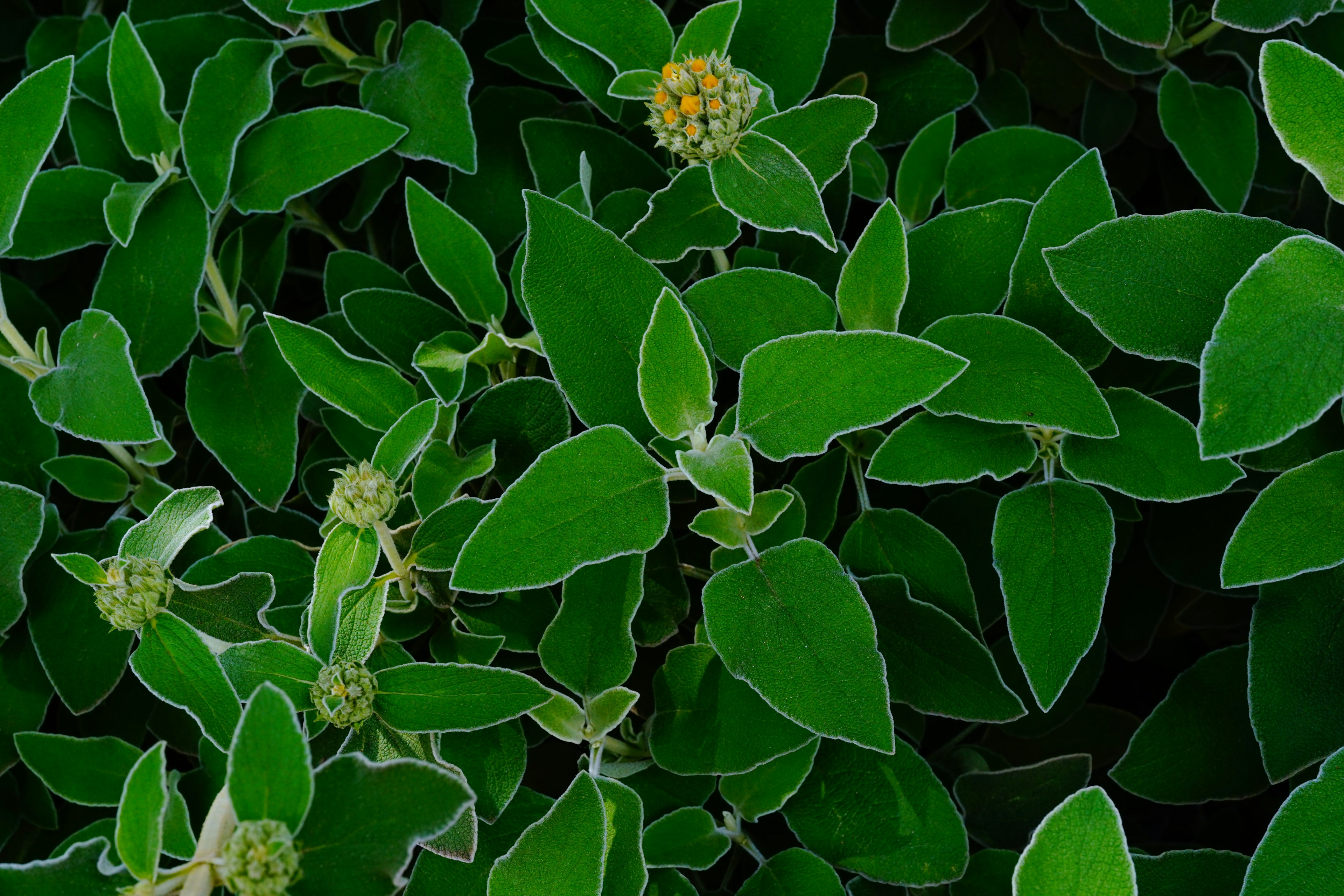 Acercamiento de hojas verdes con botones de flores amarillas