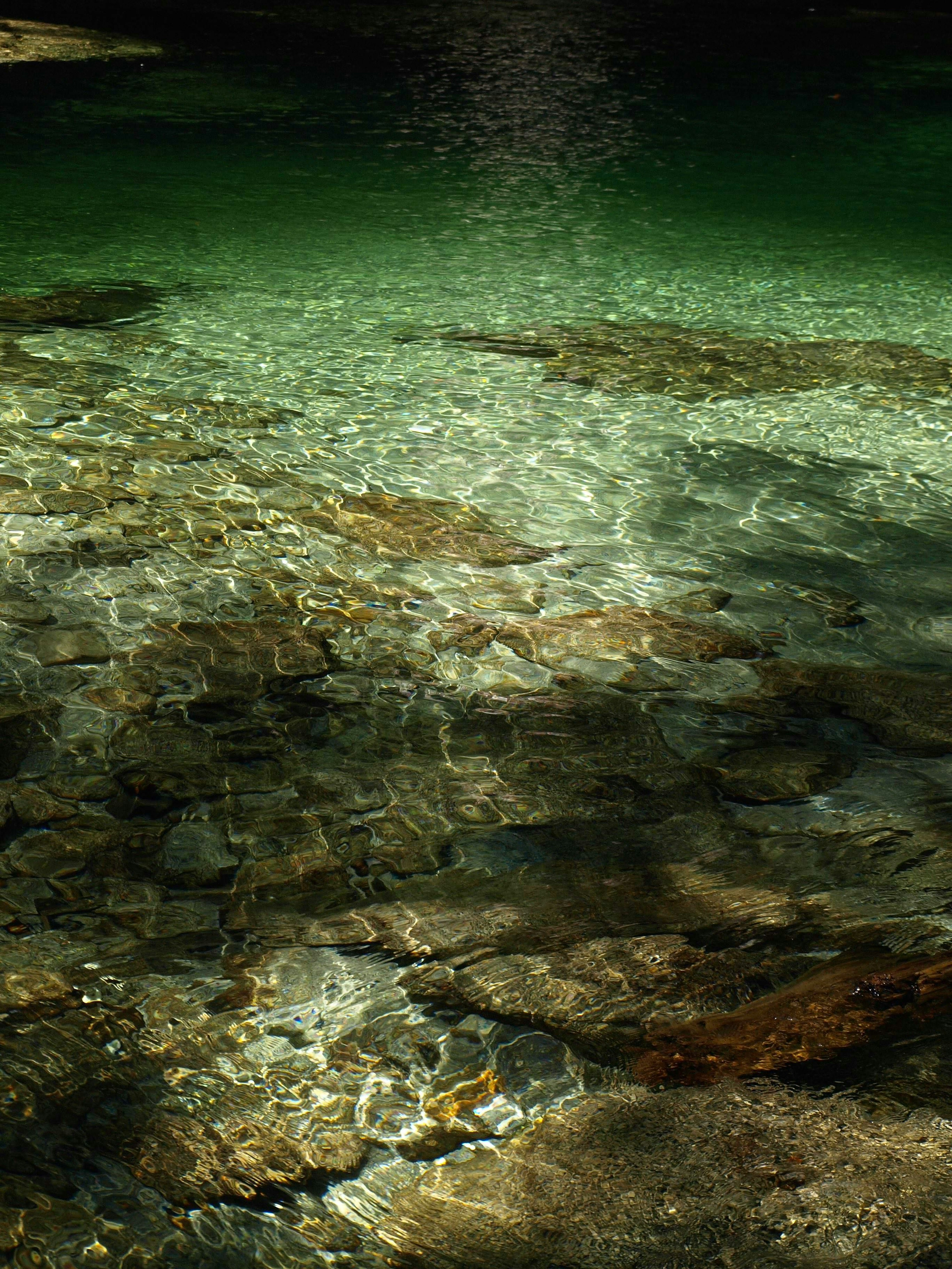 Clear water revealing rocks and green surface