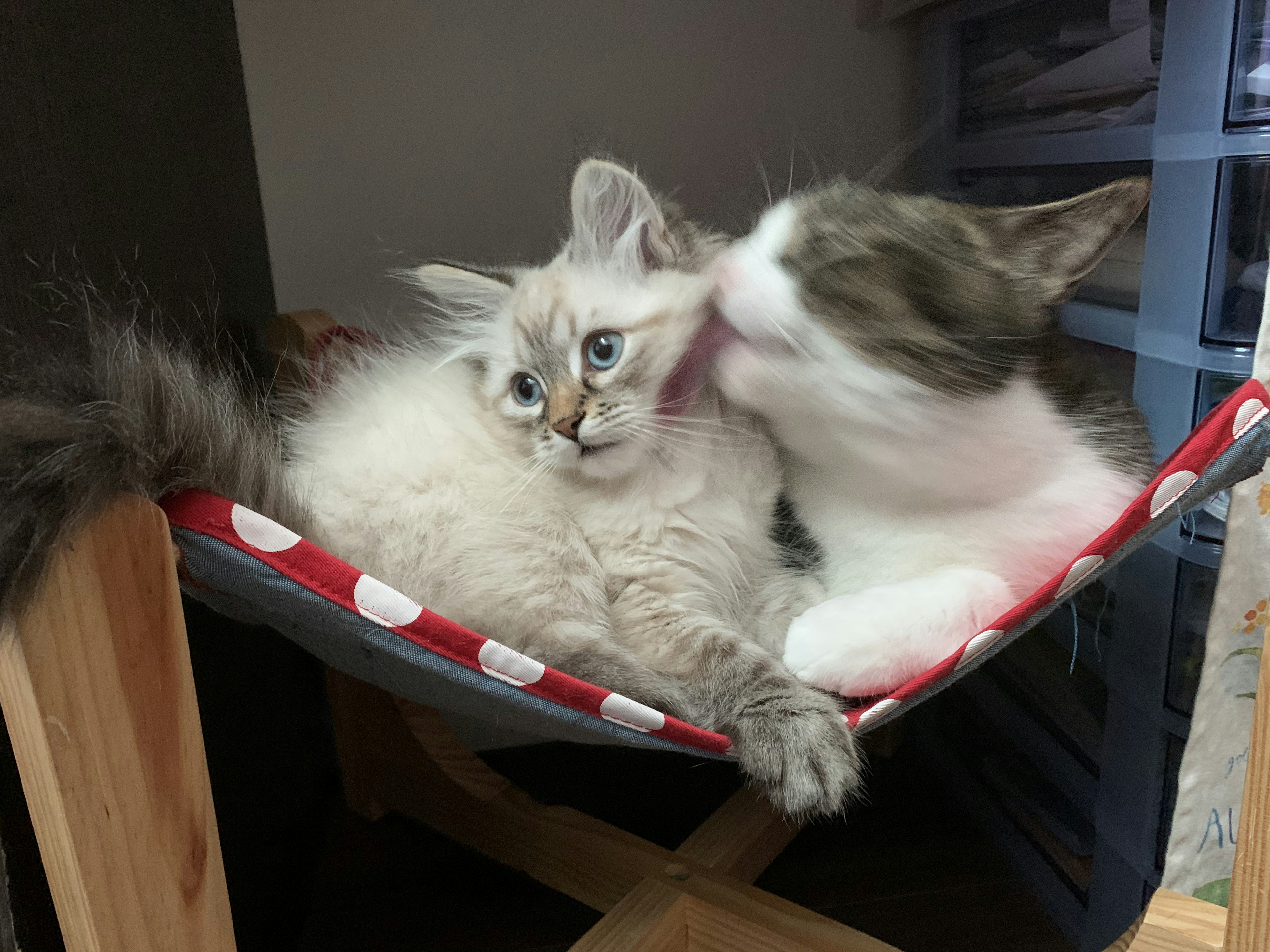 Dos gatos acurrucados en una hamaca uno con pelaje blanco y gris el otro con pelaje color crema