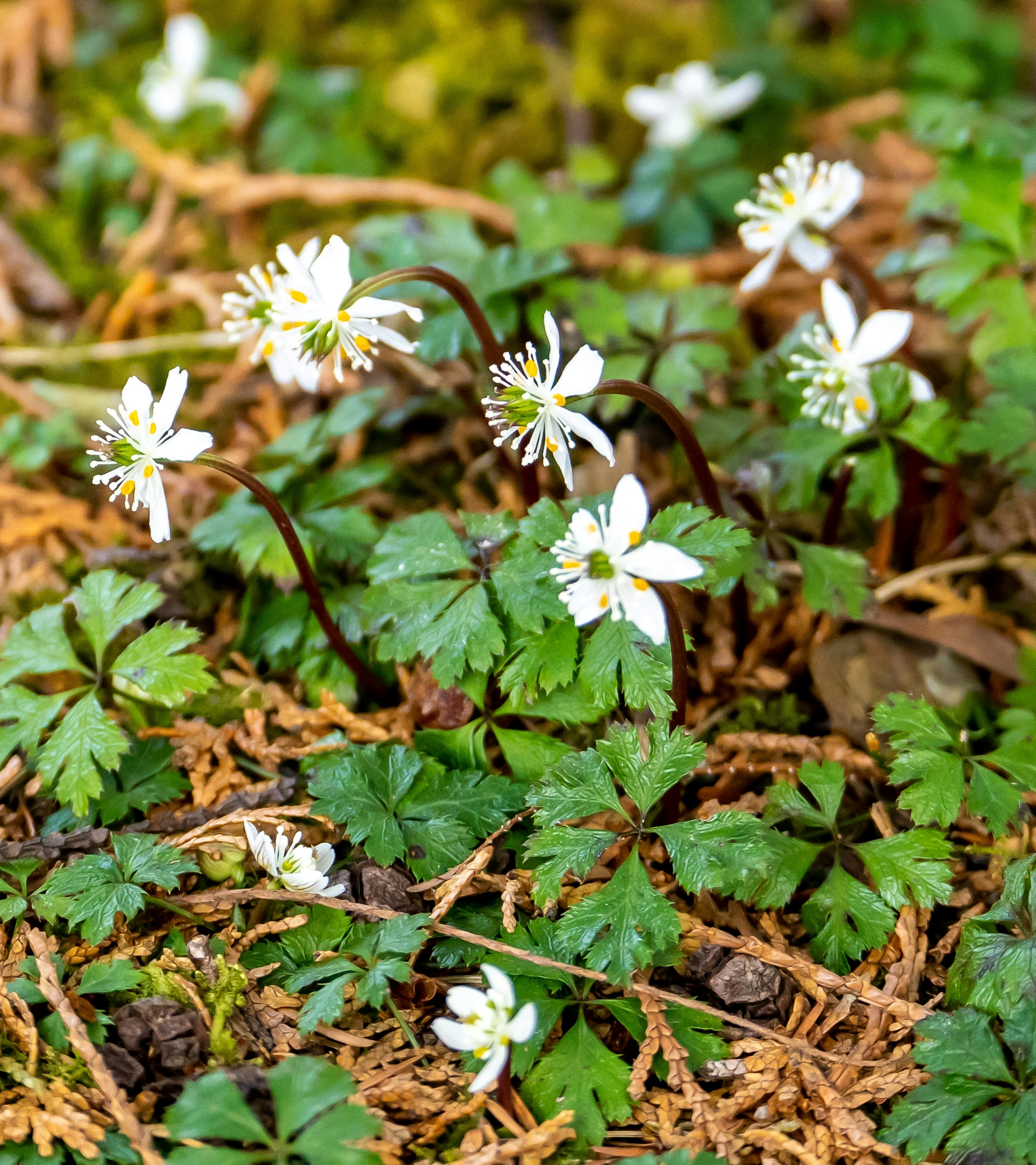 Grupo de flores blancas con hojas verdes que crecen en el suelo