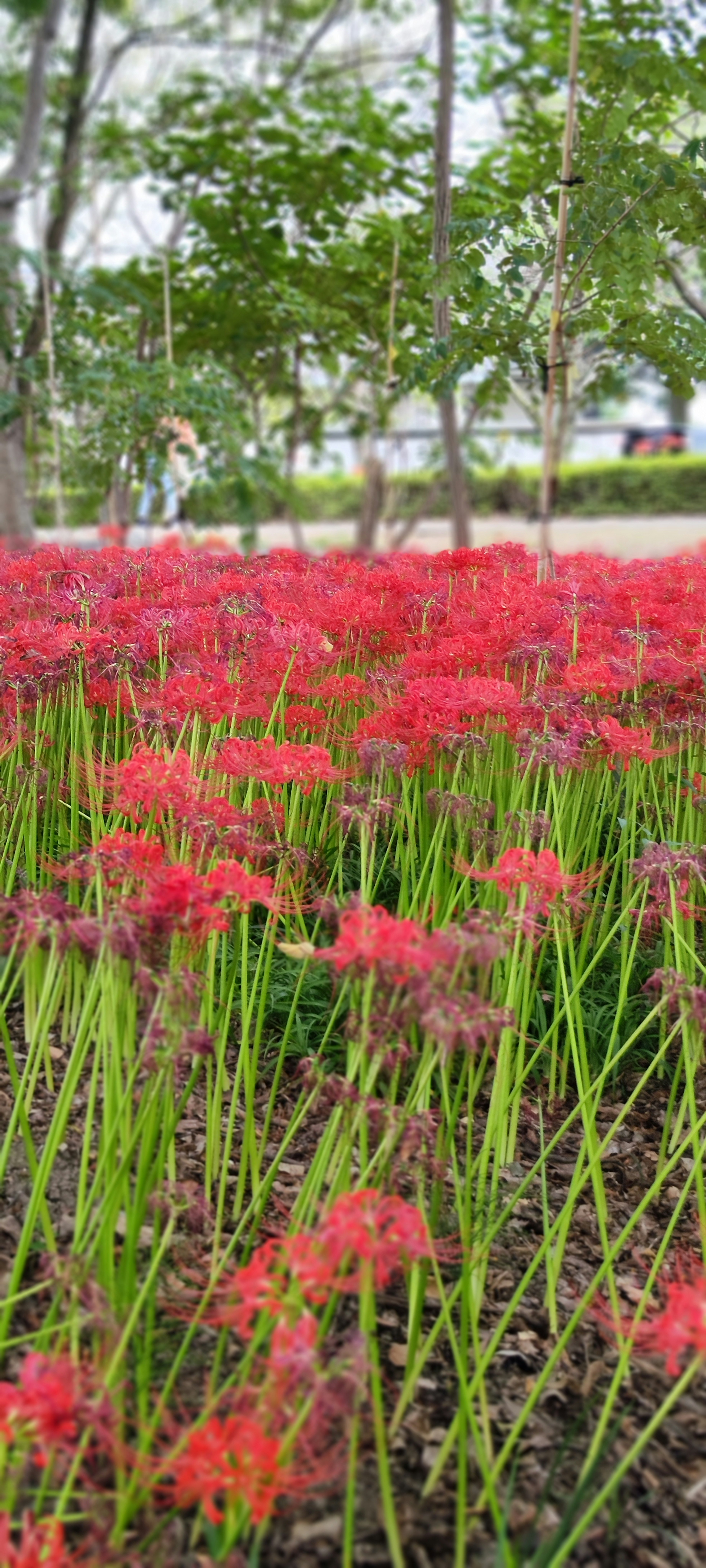 Campo de lirios araña rojos con árboles verdes al fondo