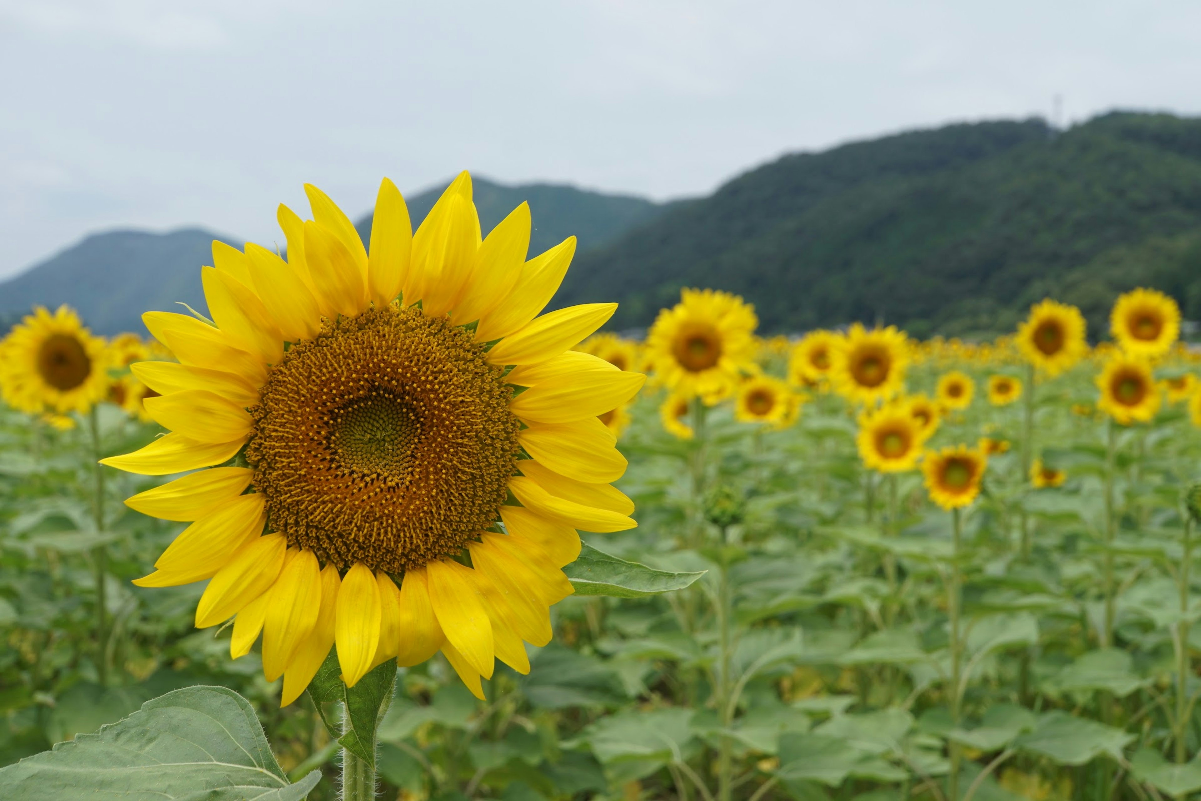 ทุ่งดอกทานตะวันบานสะพรั่งพร้อมใบเขียวและภูเขาในพื้นหลัง