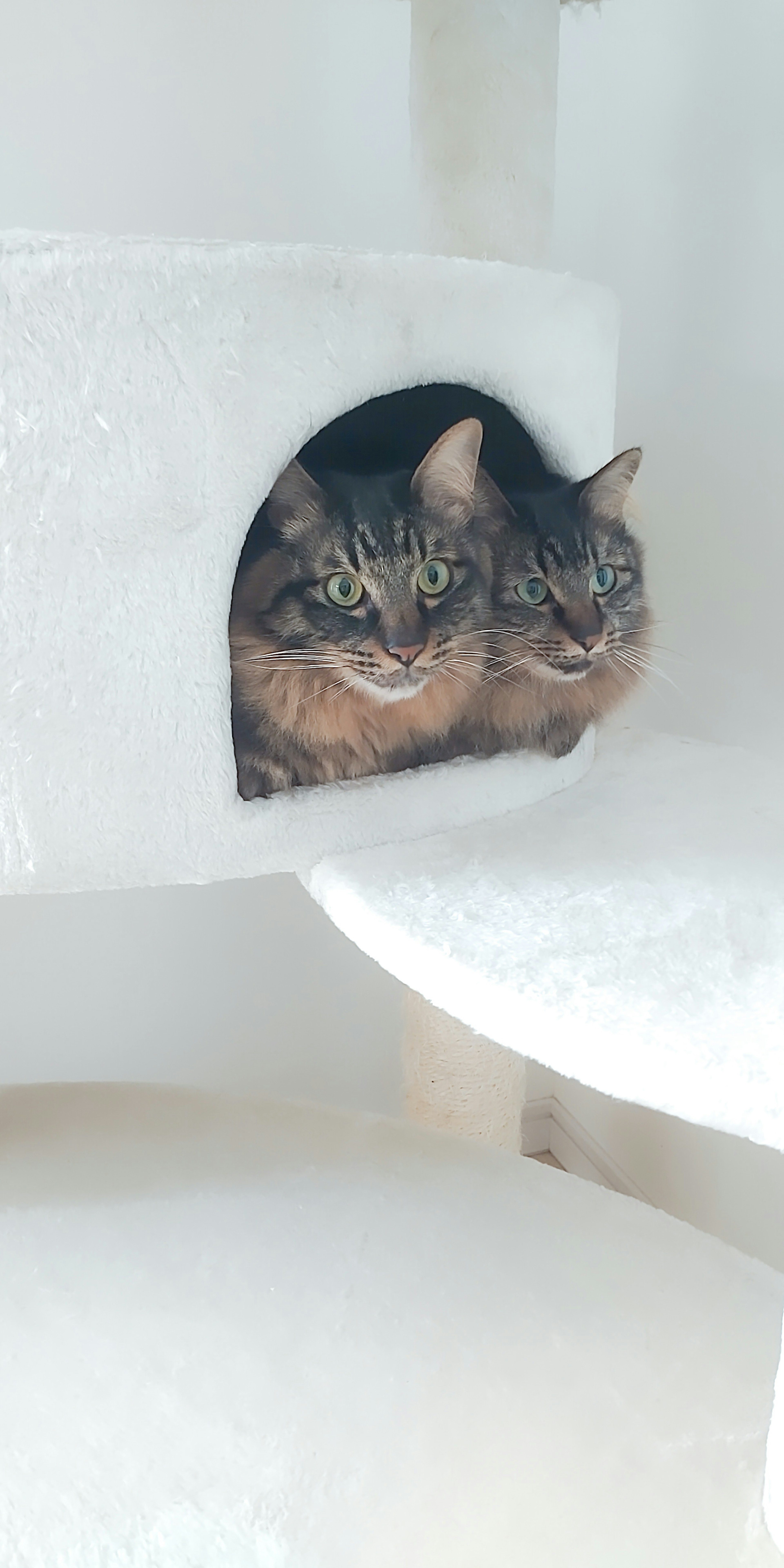 Two cats cuddling in a cat tree hideout