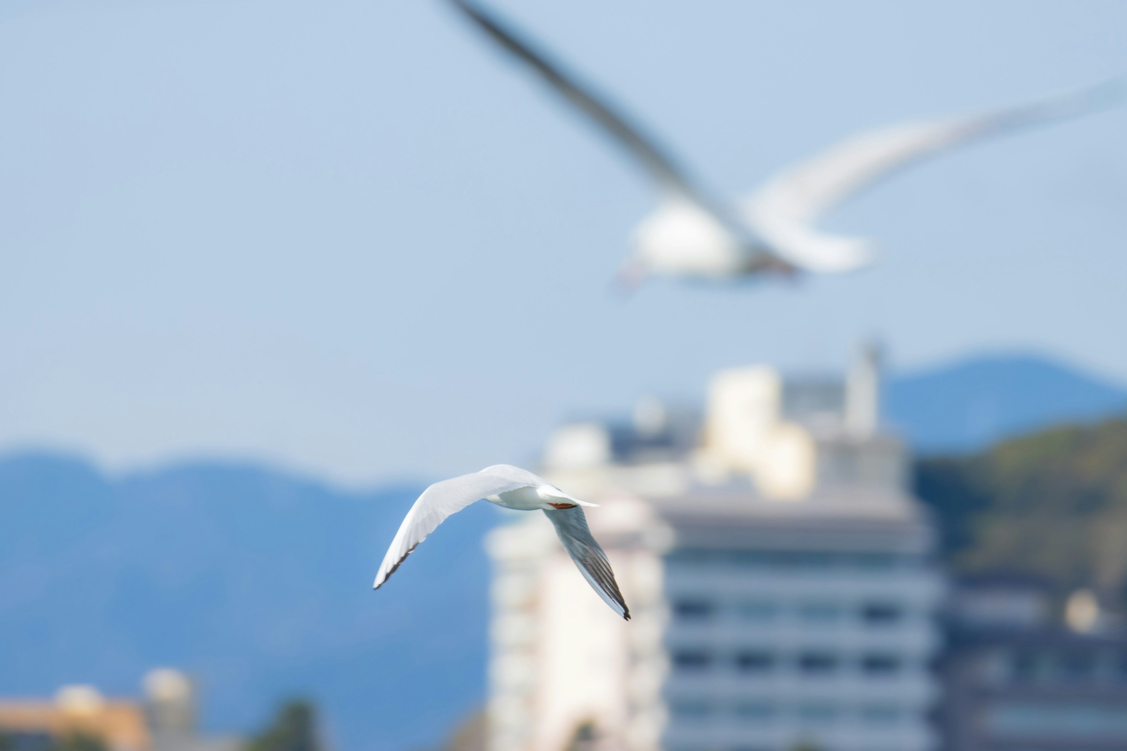 Un uccello bianco che vola nel cielo con montagne e edifici sullo sfondo