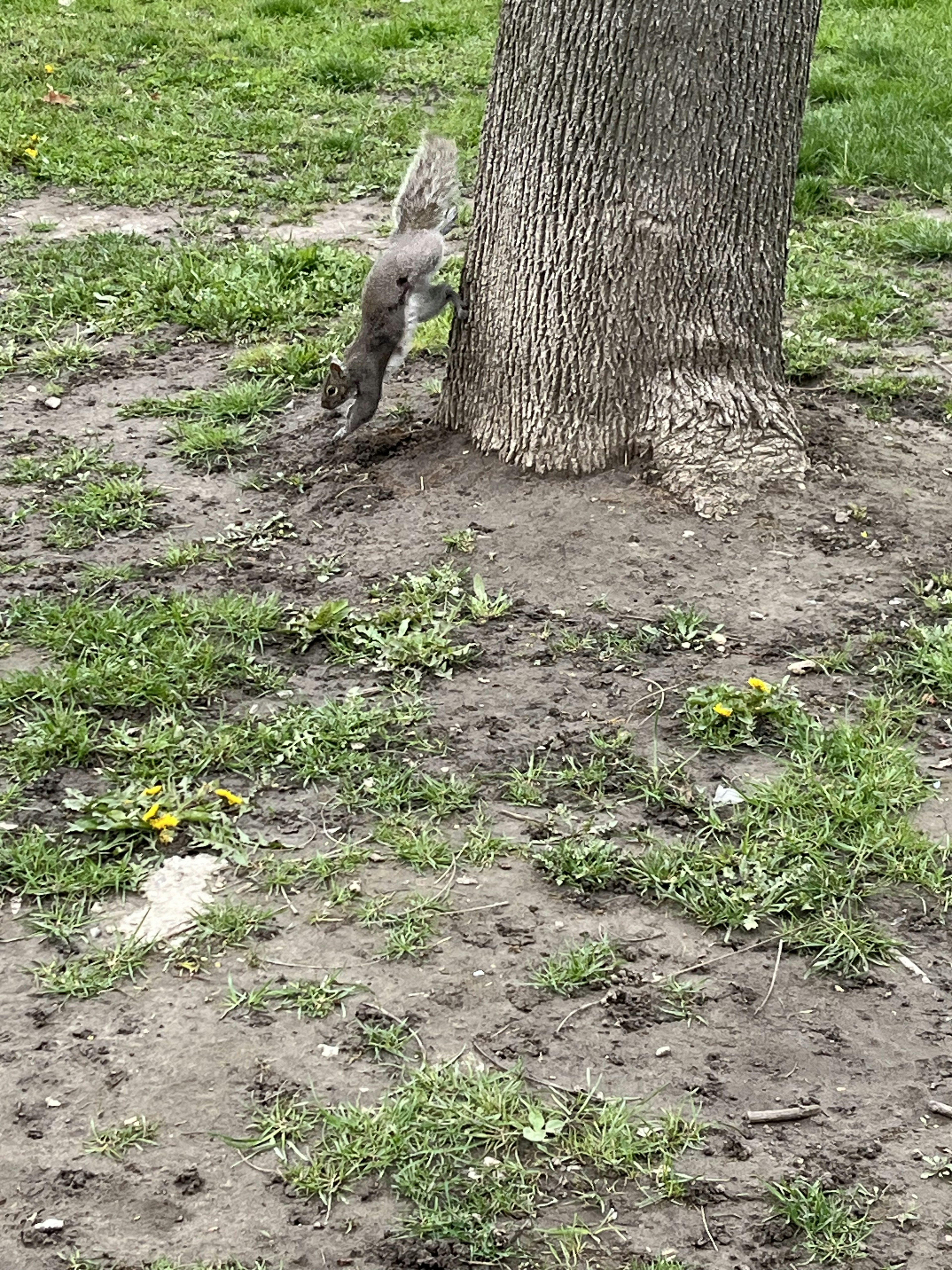 Ardilla trepando por un tronco de árbol en un área de césped