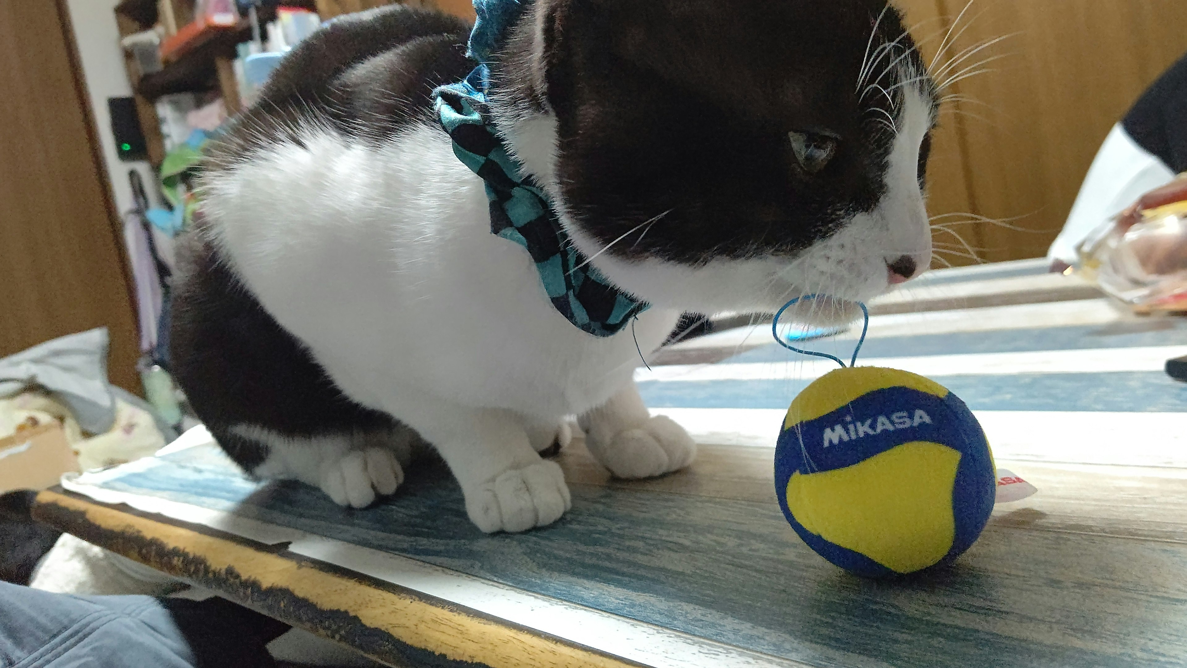 Gato negro y blanco sentado al lado de una pelota azul y amarilla