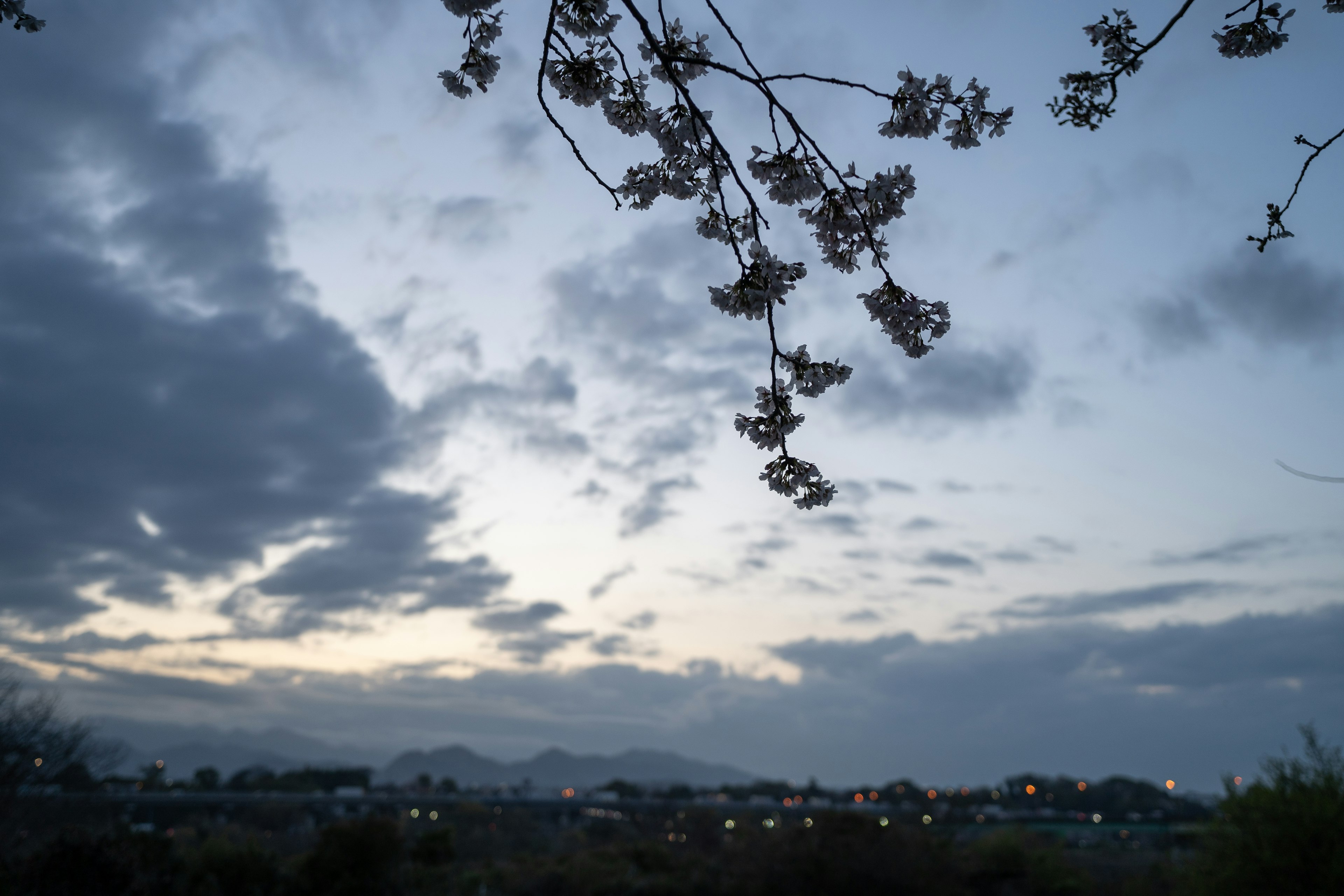 Silhouette von Ästen vor einem Dämmerungshimmel mit Wolken