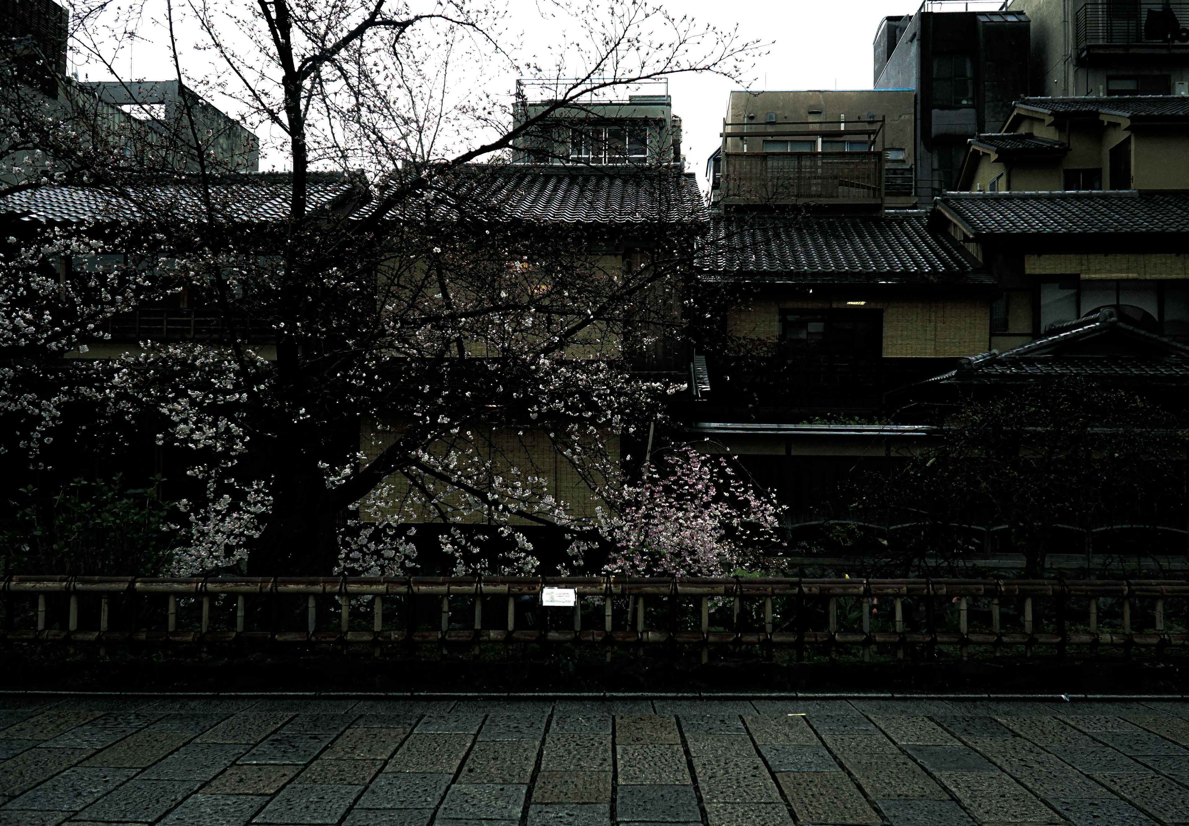 Vista escénica con un árbol de cerezo y edificios tradicionales