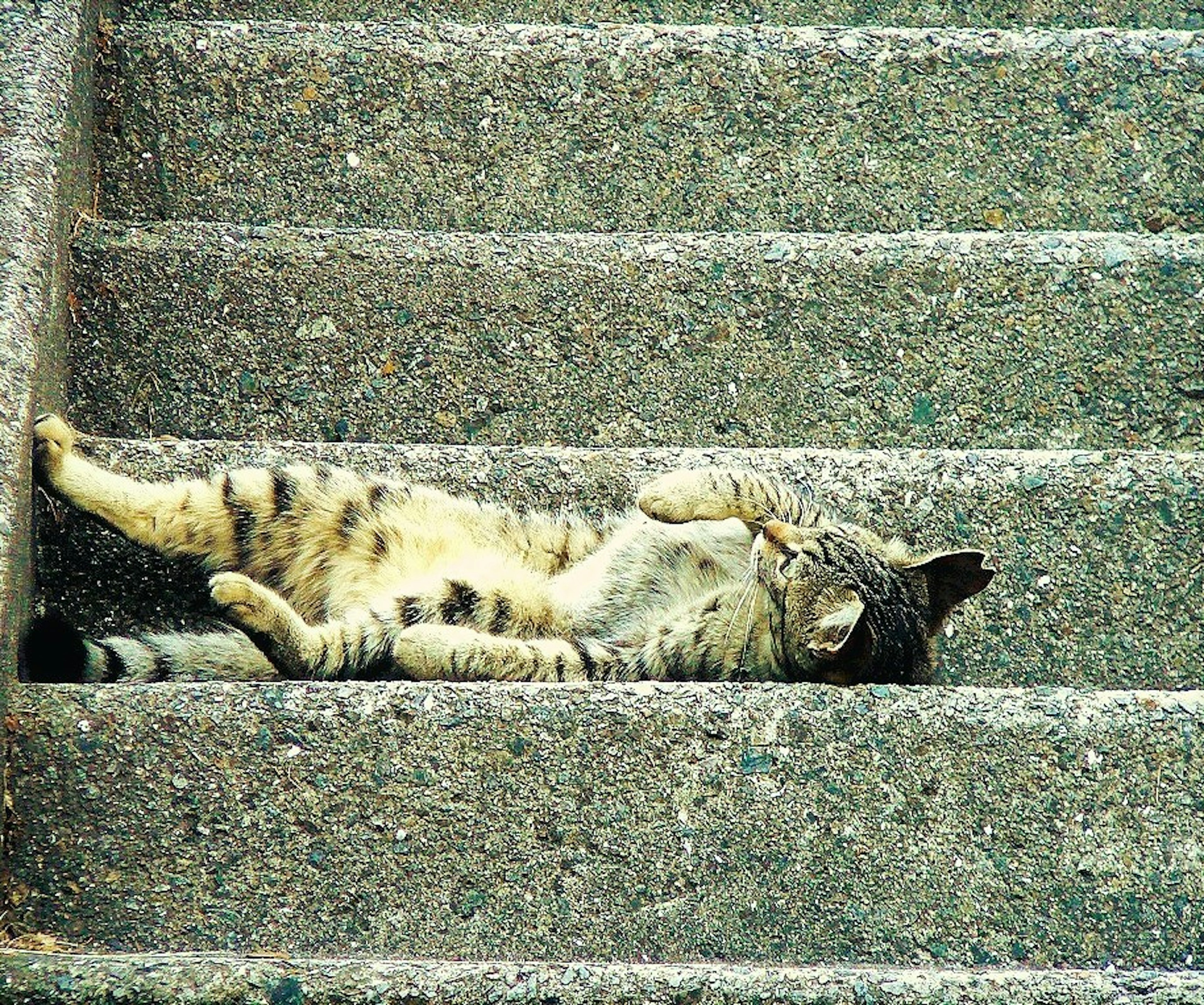 Un gato relajado tumbado en escaleras de piedra