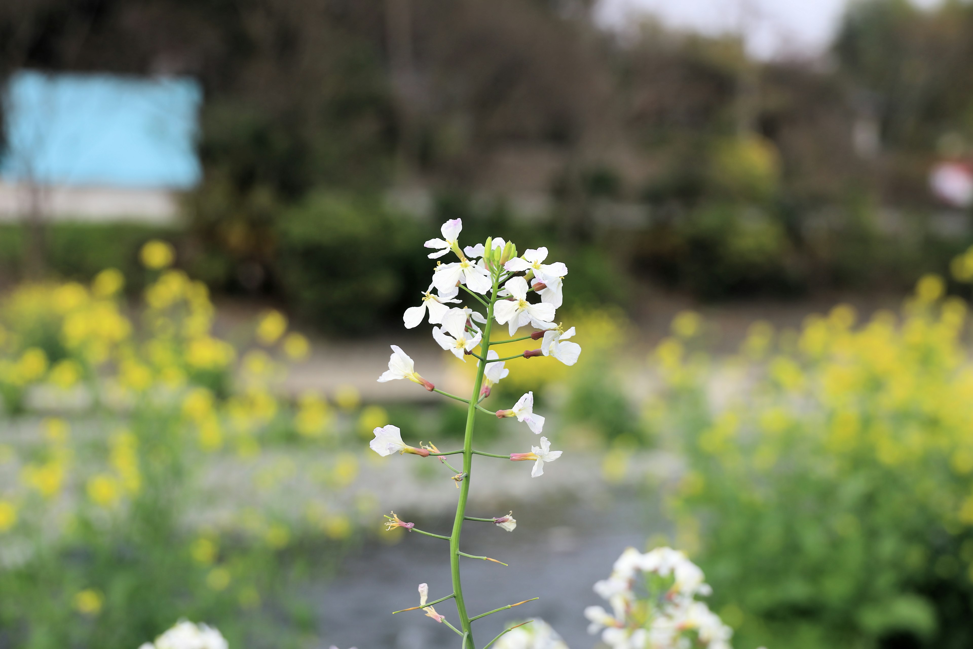 白い花が咲く植物と黄色い花が広がる風景