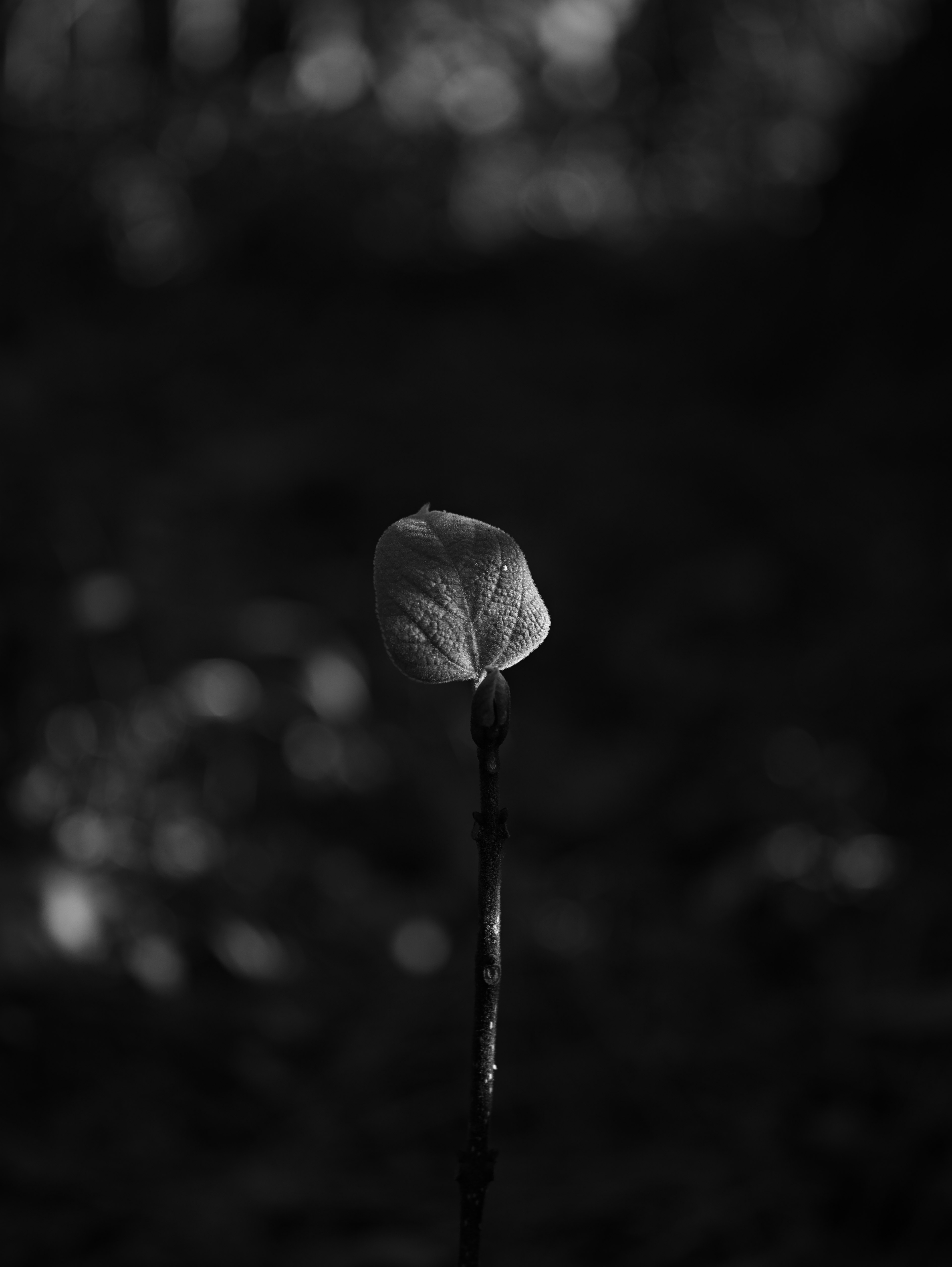 暗い背景に浮かぶ白い花の蕾が特徴的な画像