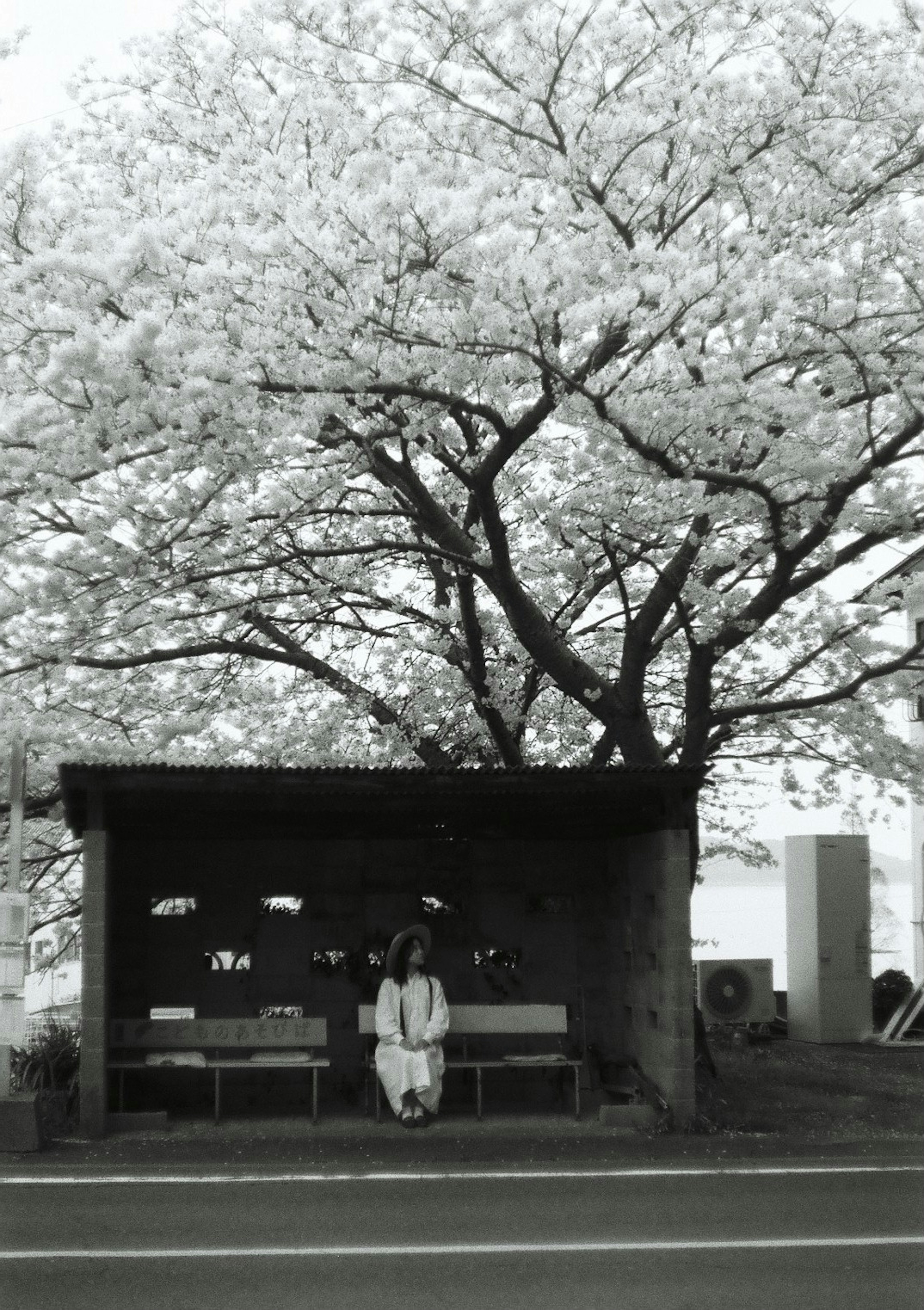 Black and white image of a bus stop with a person sitting under a cherry blossom tree