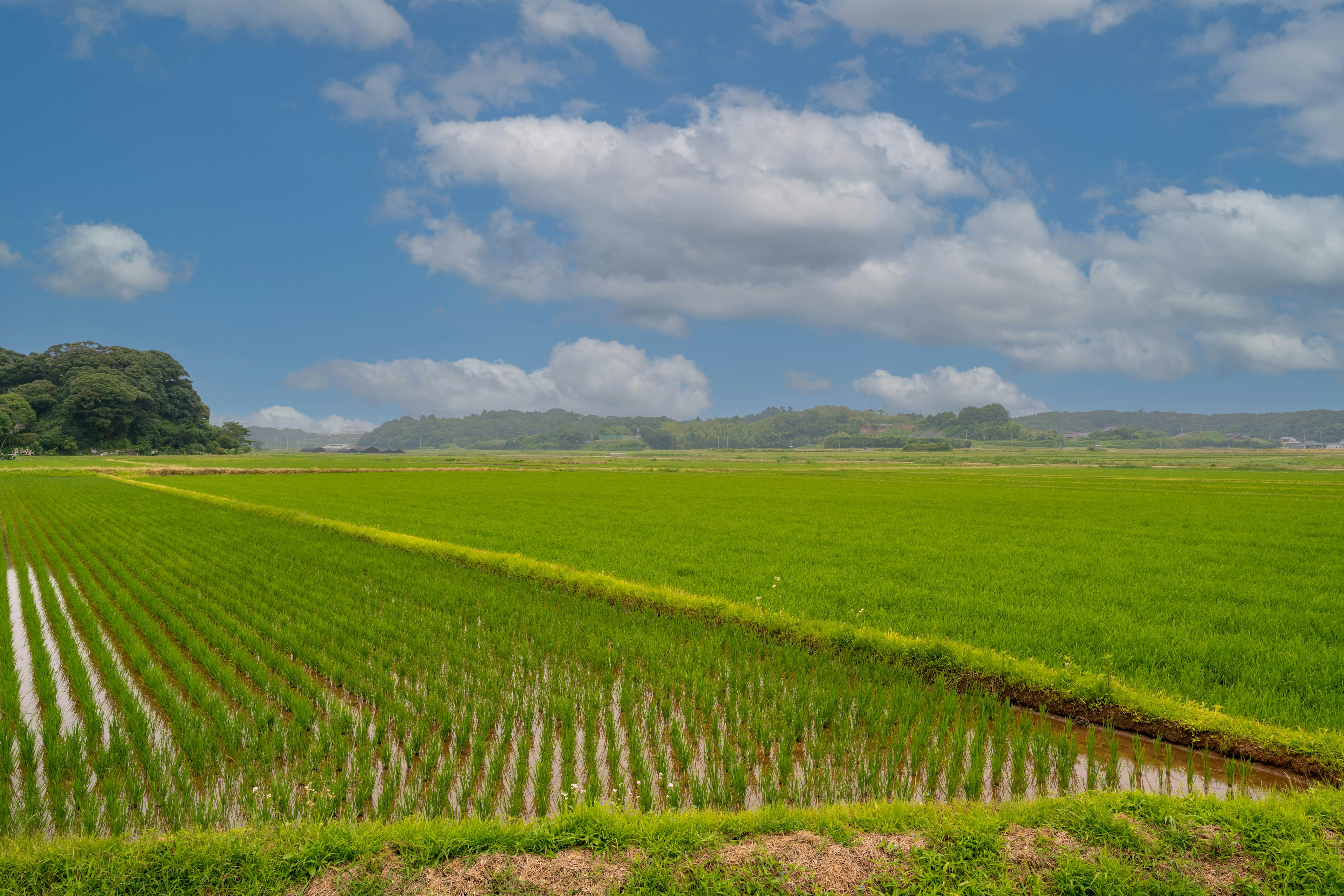 Champs de riz verts luxuriants sous un ciel bleu avec des nuages dispersés