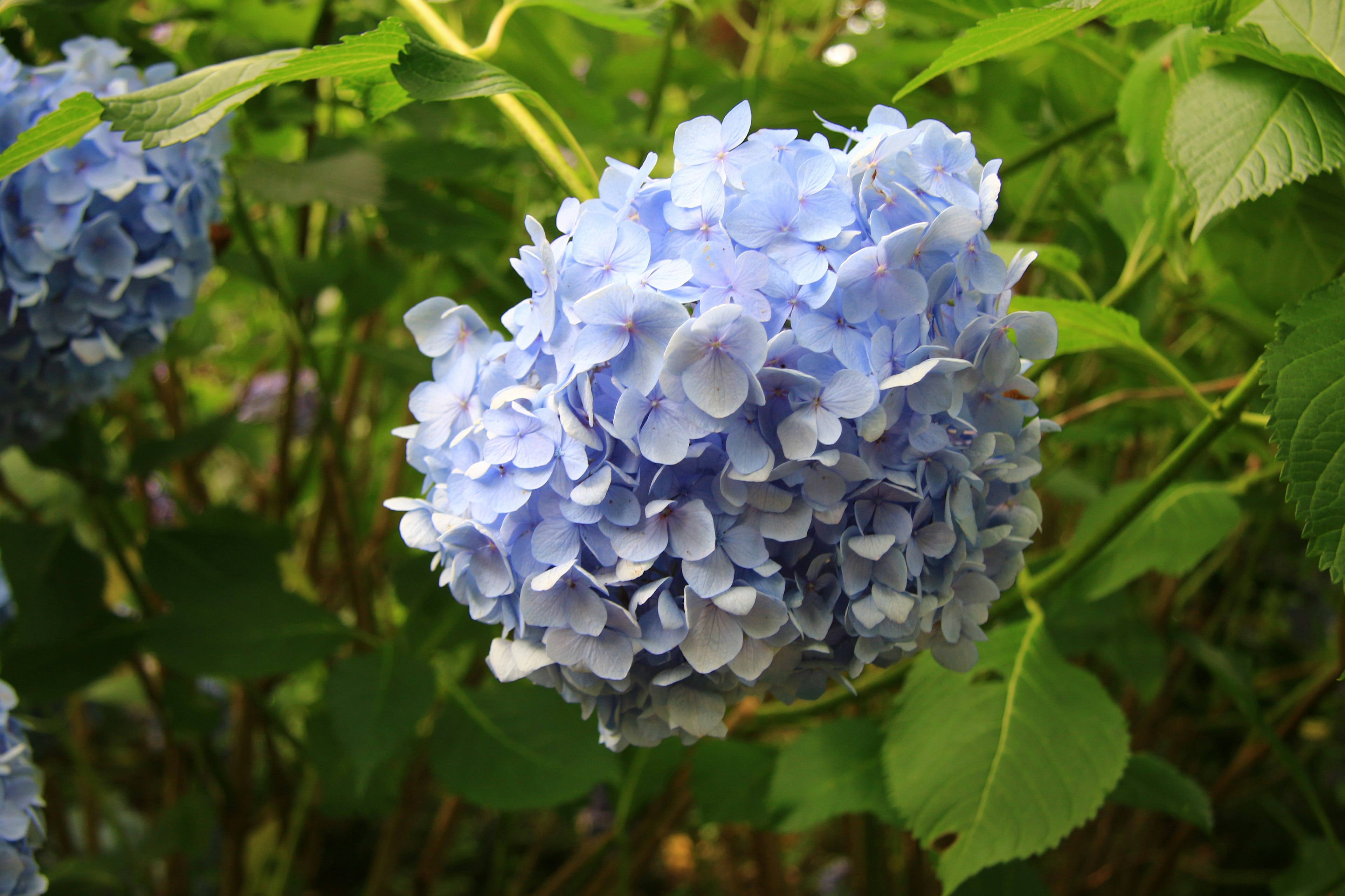 Racimo de flores de hortensia azules rodeado de hojas verdes