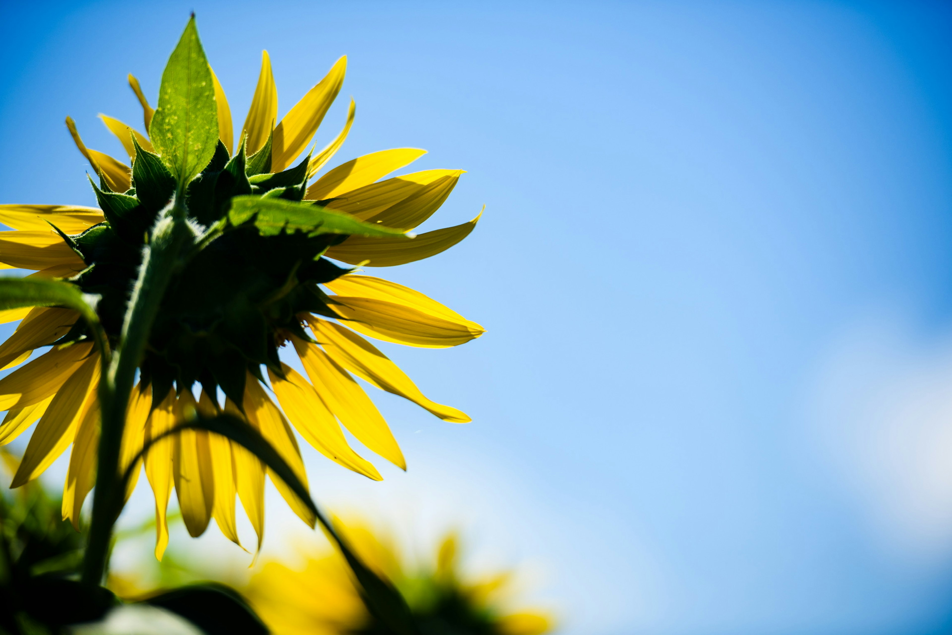 Side view of a sunflower against a blue sky