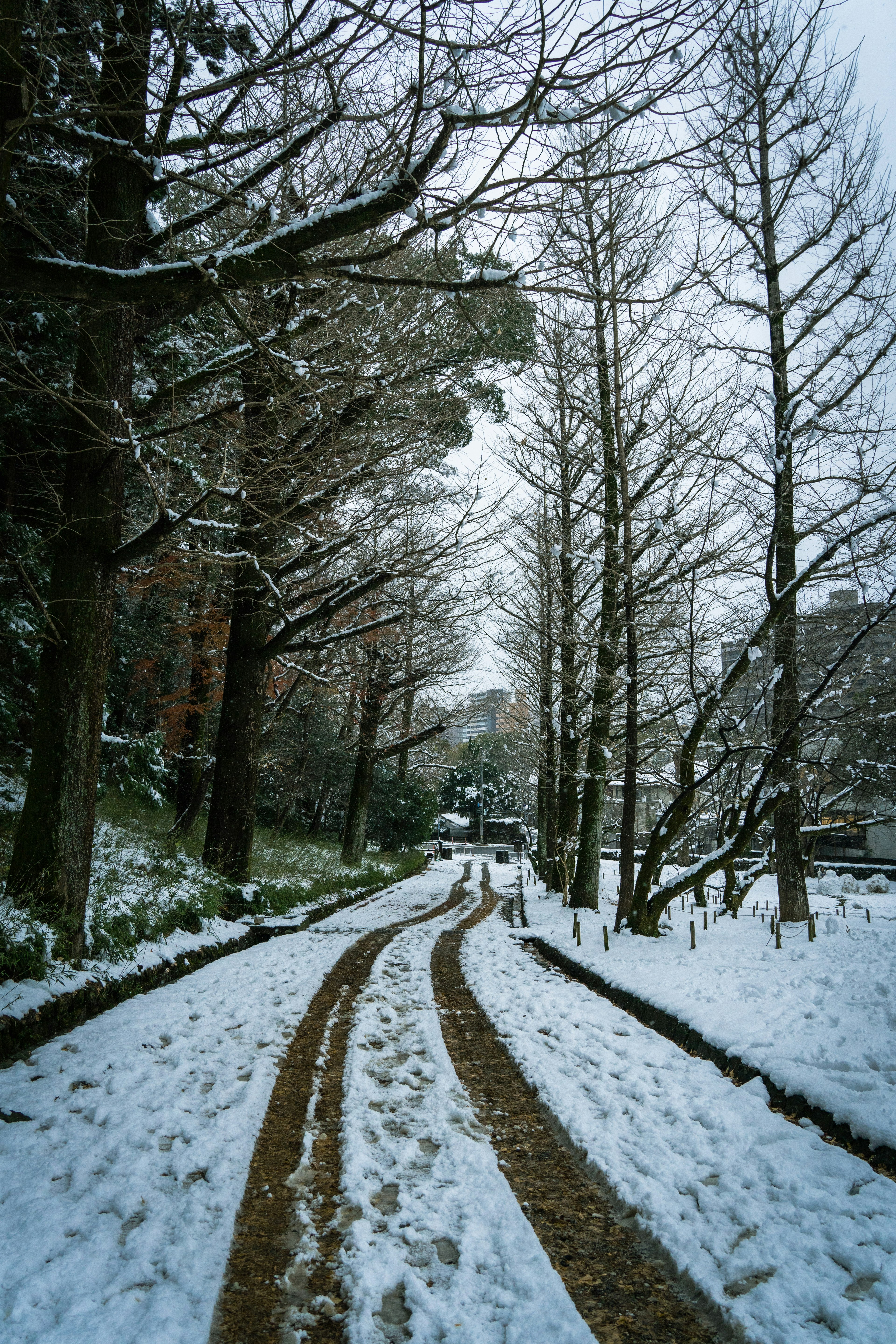 Schneebedeckter Waldweg mit einer ruhigen und kalten Atmosphäre