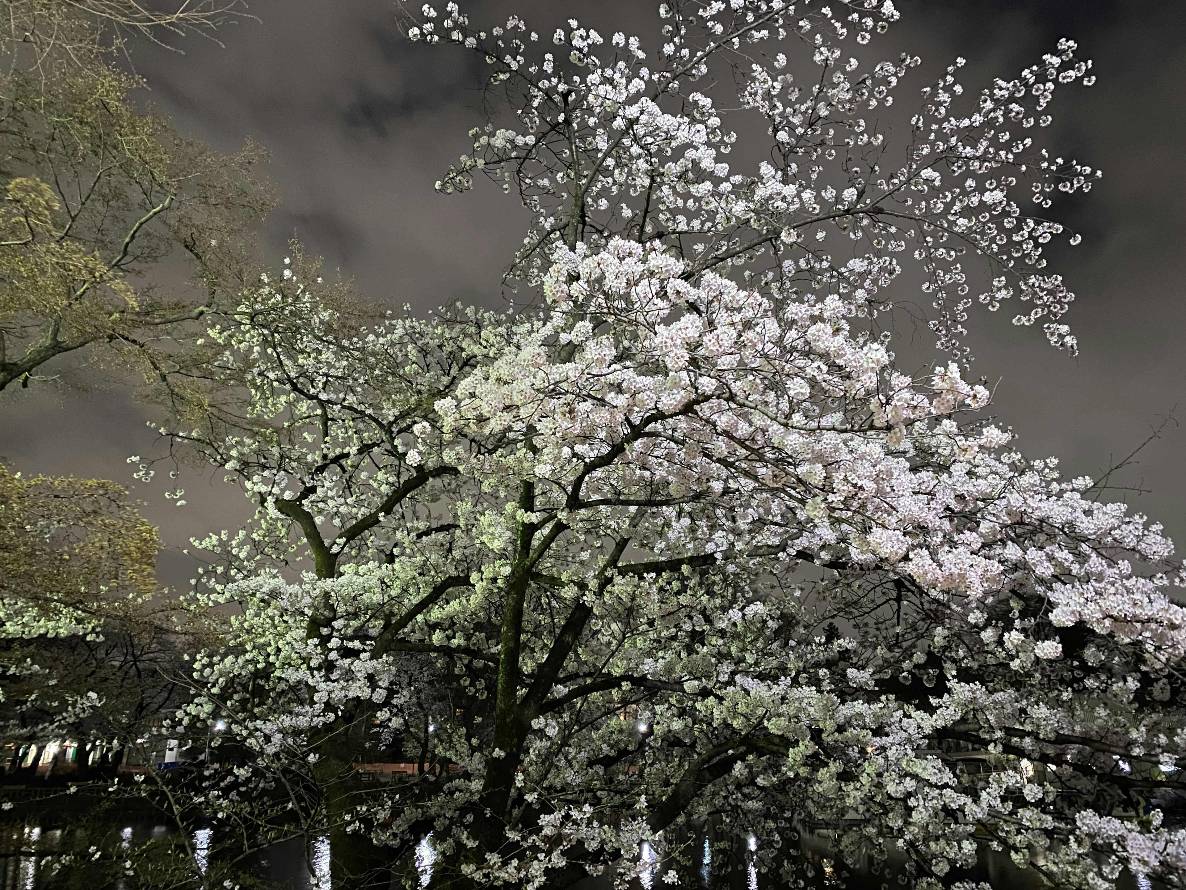 Pohon sakura mekar di bawah langit malam