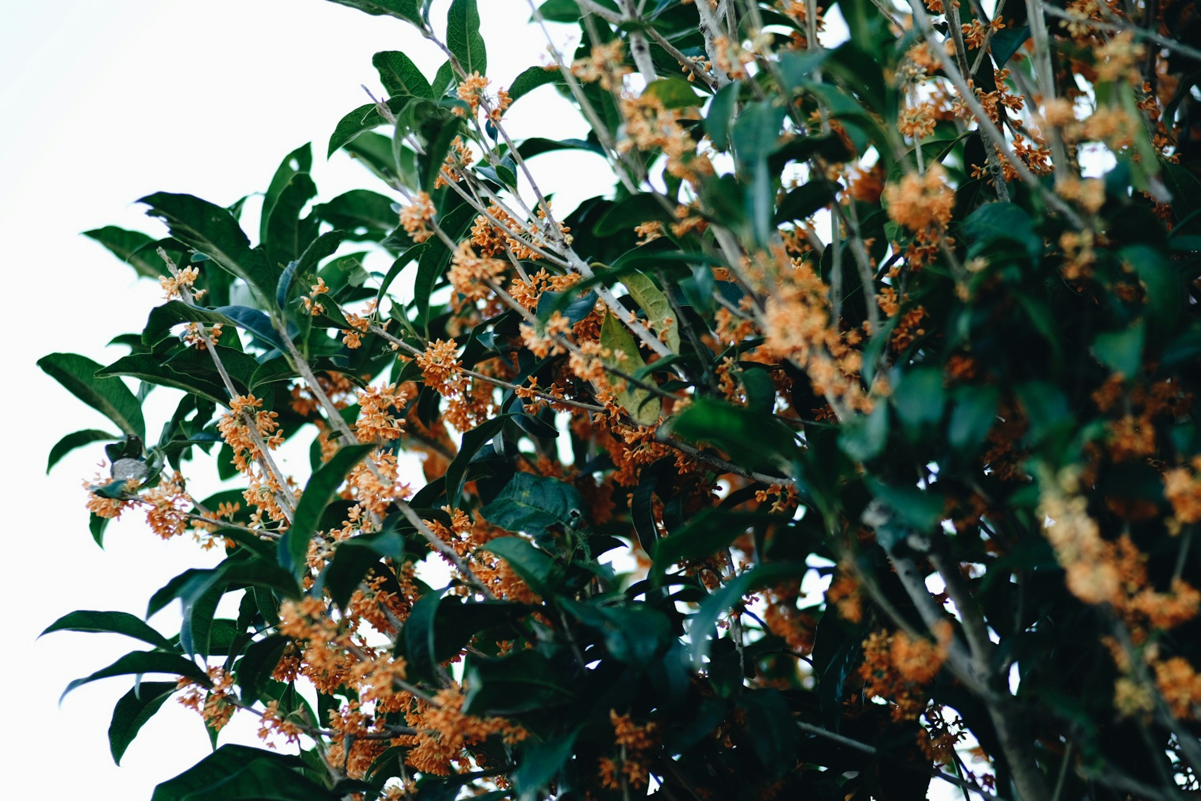 Primer plano de una planta con hojas verdes y flores naranjas