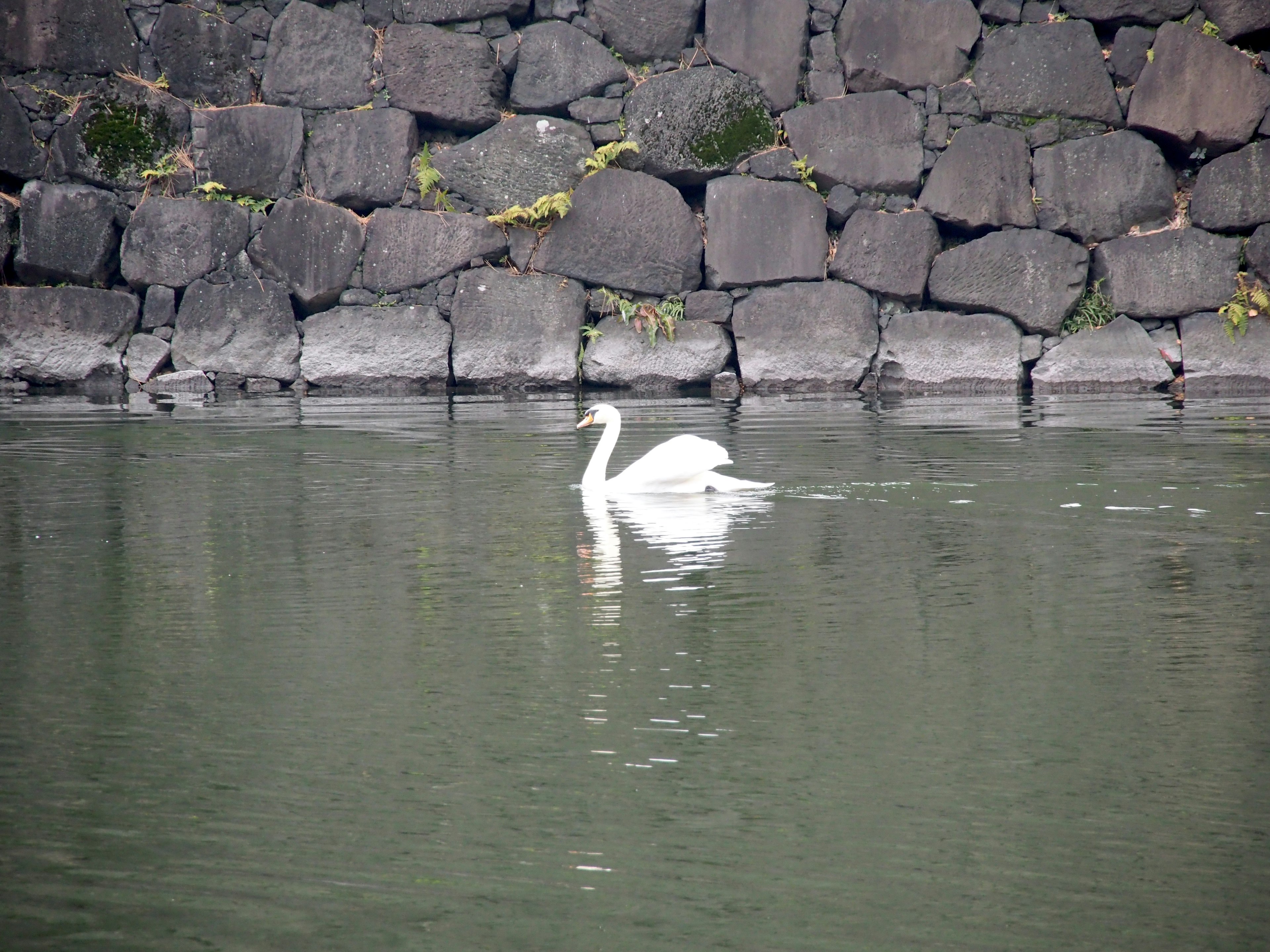 白鳥が静かな水面を泳いでいる風景