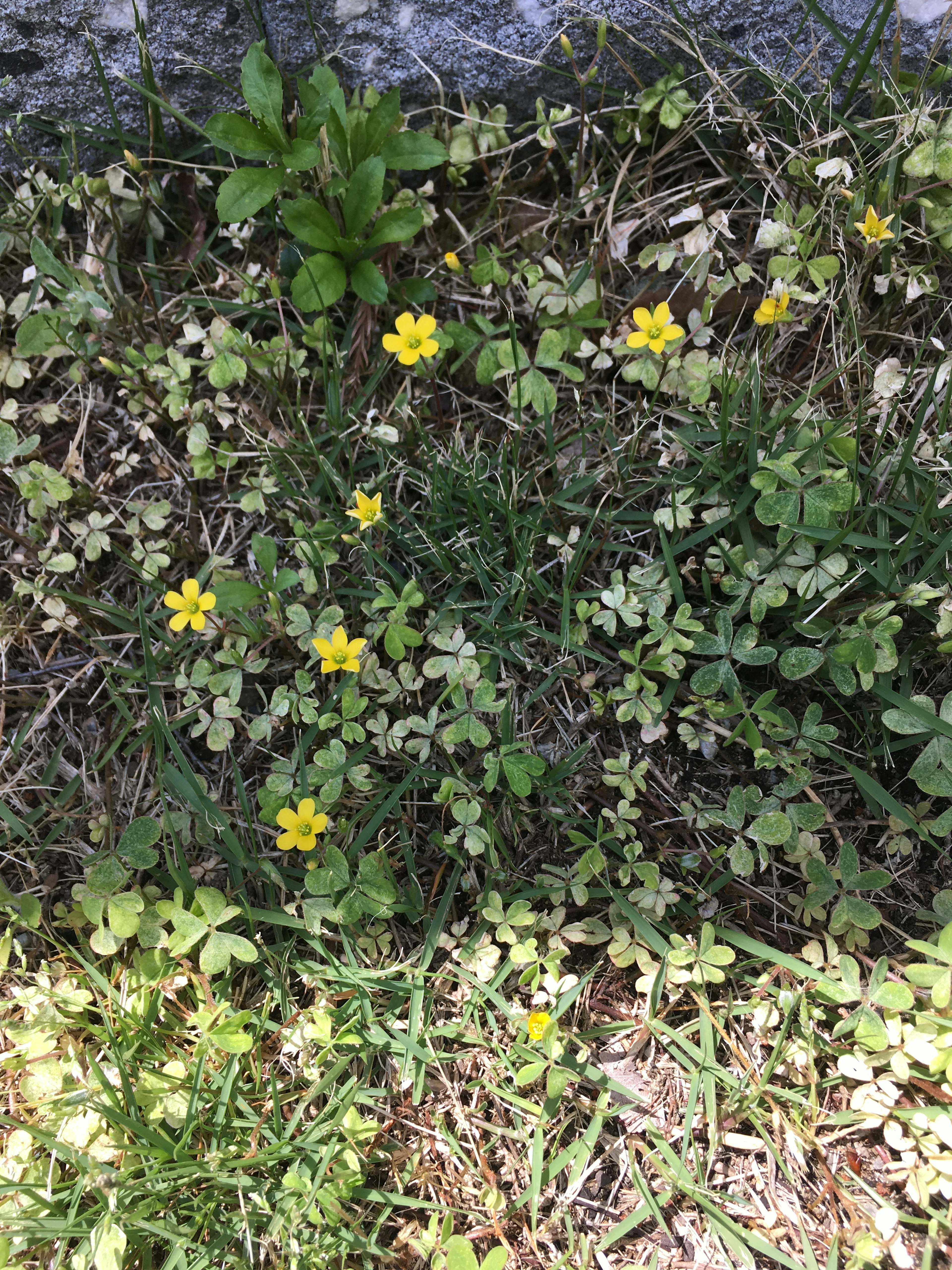 Un patch de gazon vert avec de petites fleurs jaunes éparpillées