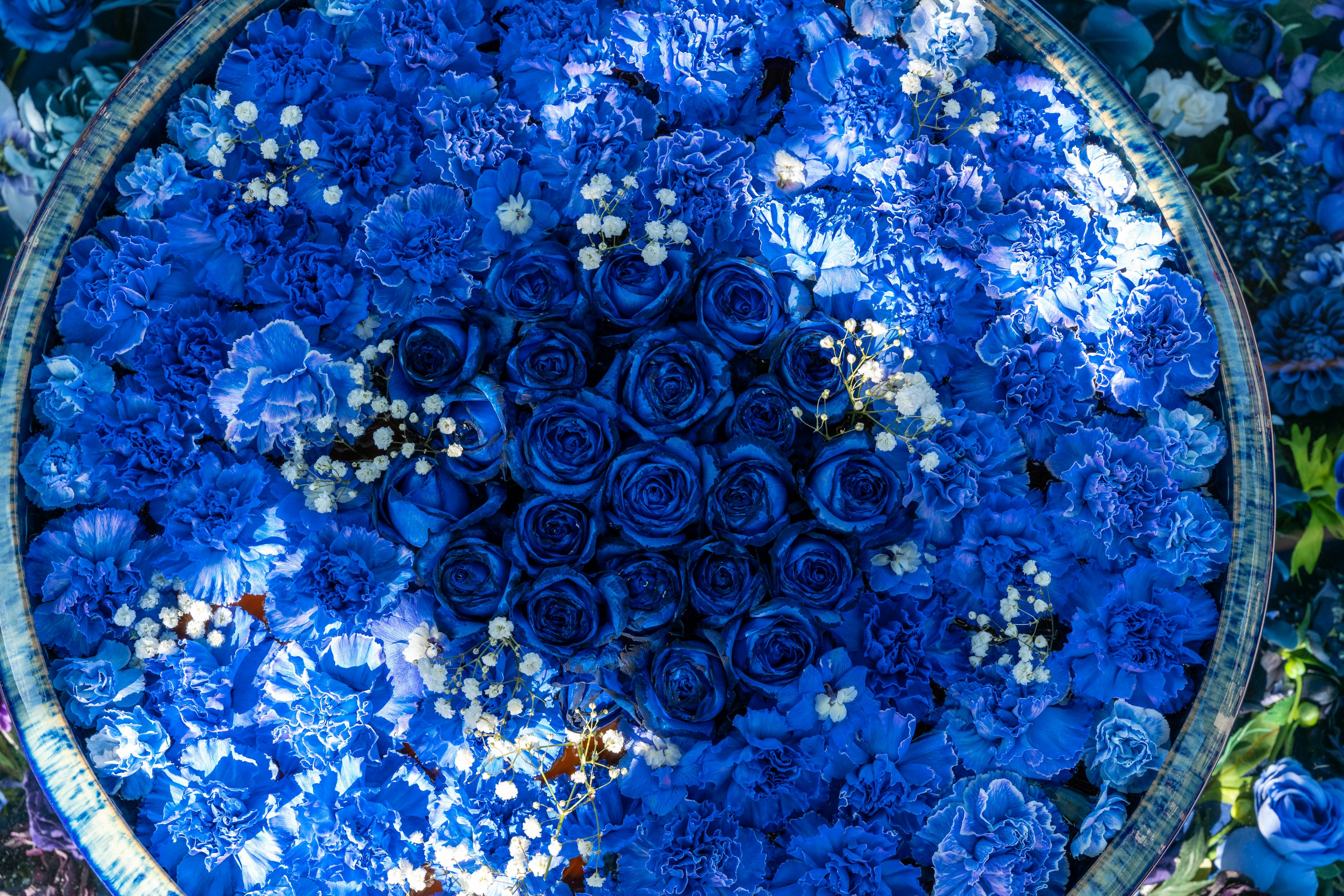 Un hermoso arreglo de rosas azules y pequeñas flores blancas