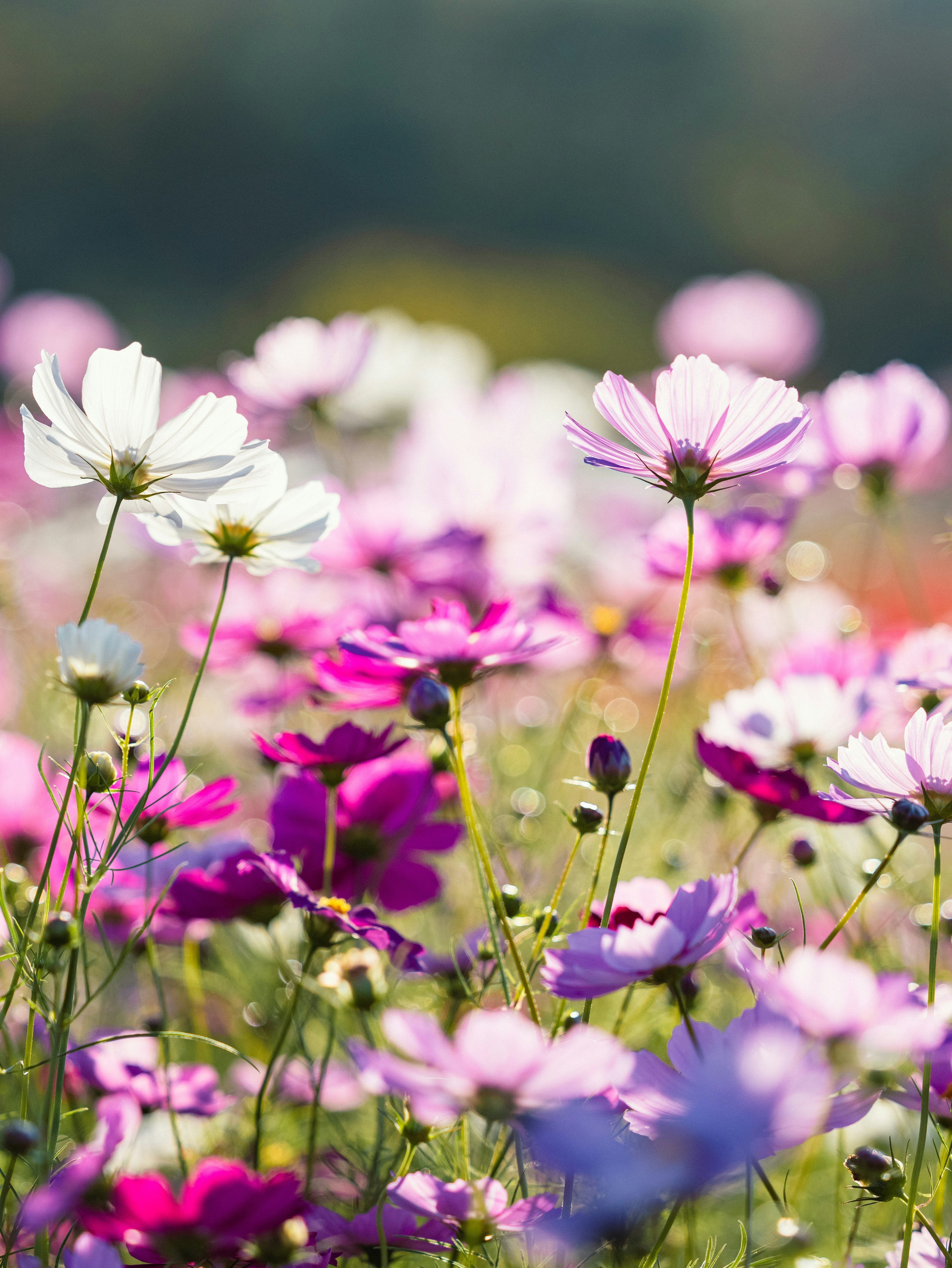 Ladang bunga cosmos yang cerah dengan berbagai warna