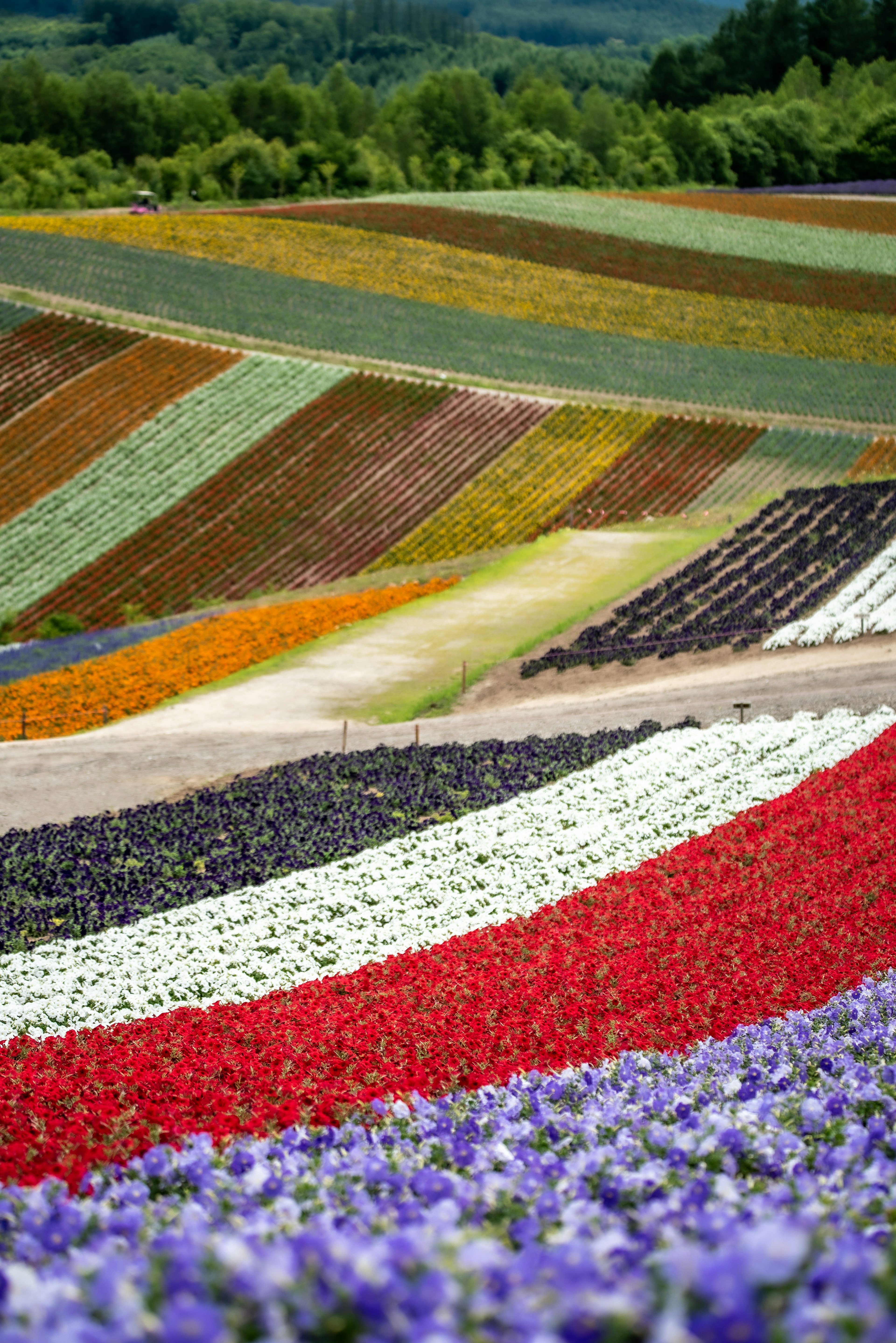 色とりどりの花畑が広がる風景　緑の丘に沿って波のように並ぶ花の列