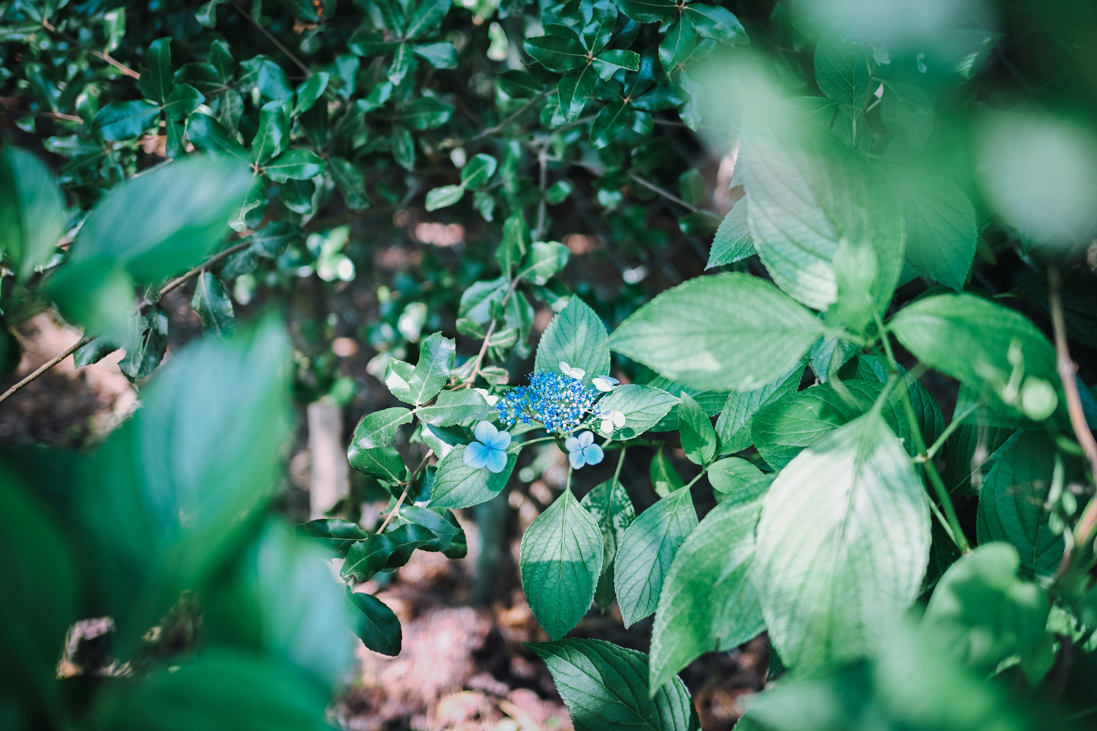 Une vue rapprochée d'une fleur bleue entourée de feuilles vertes dans un cadre naturel