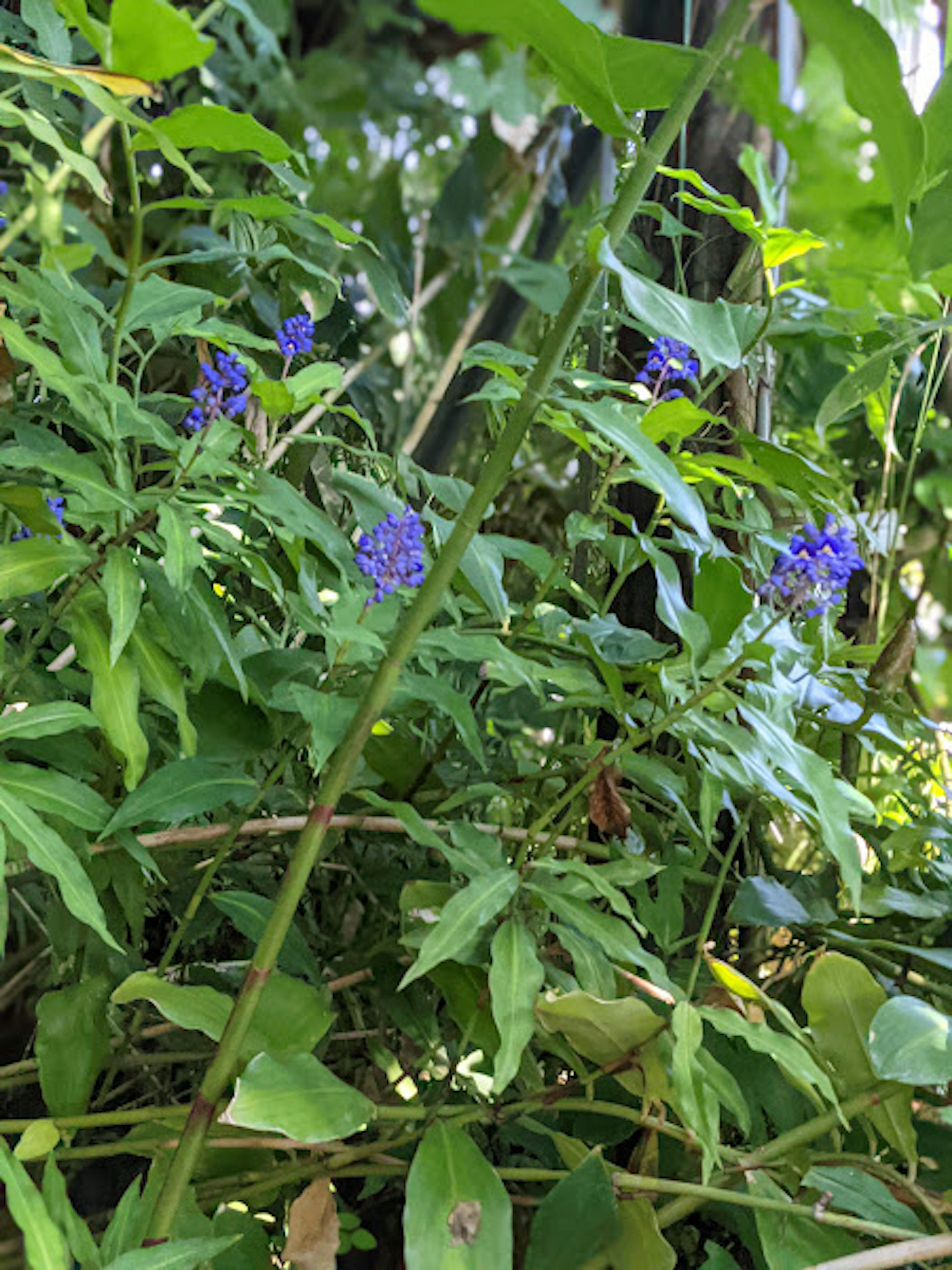 Kleine lila Blumen umgeben von üppigem grünem Laub