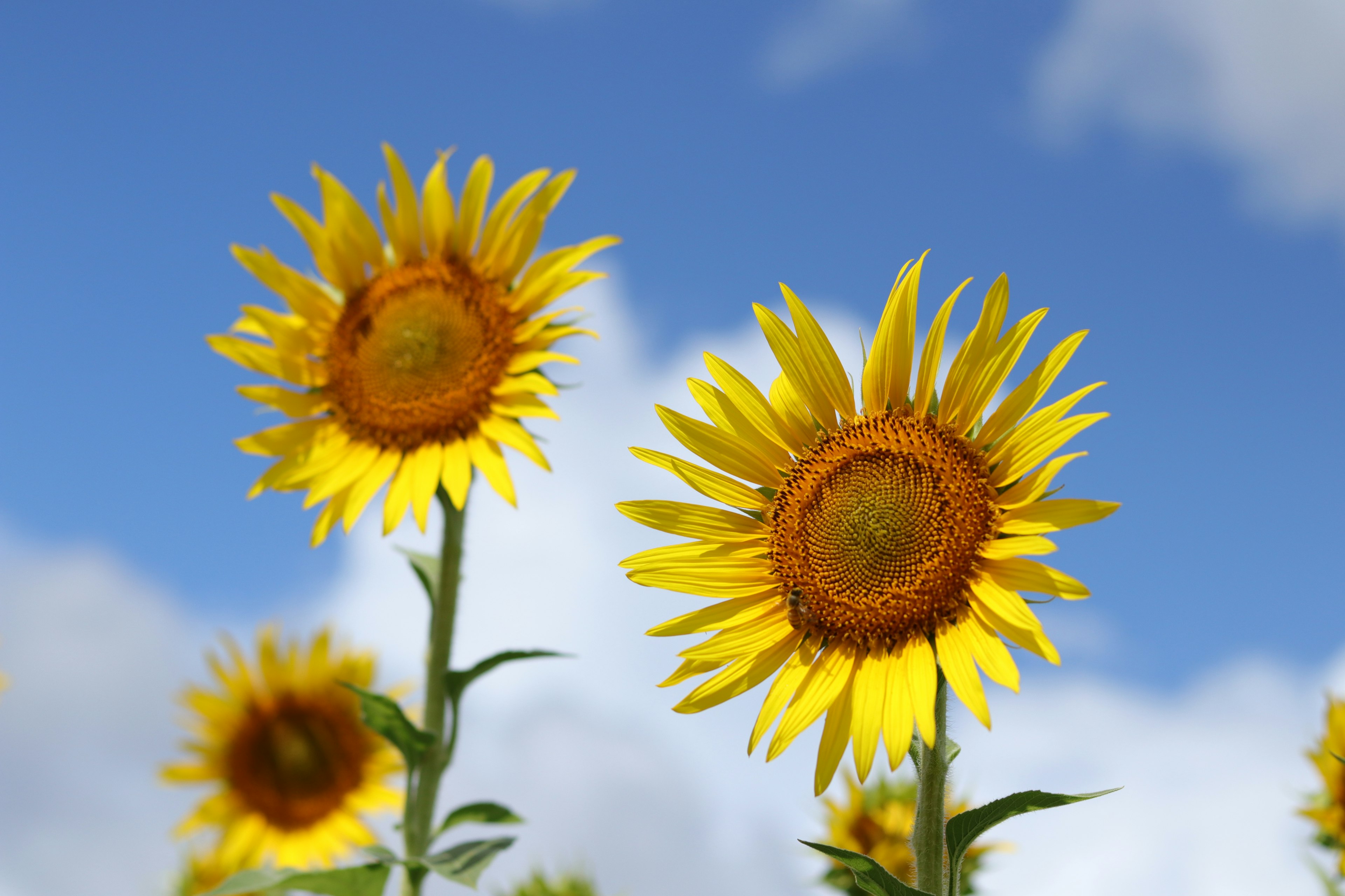 Girasoles floreciendo bajo un cielo azul