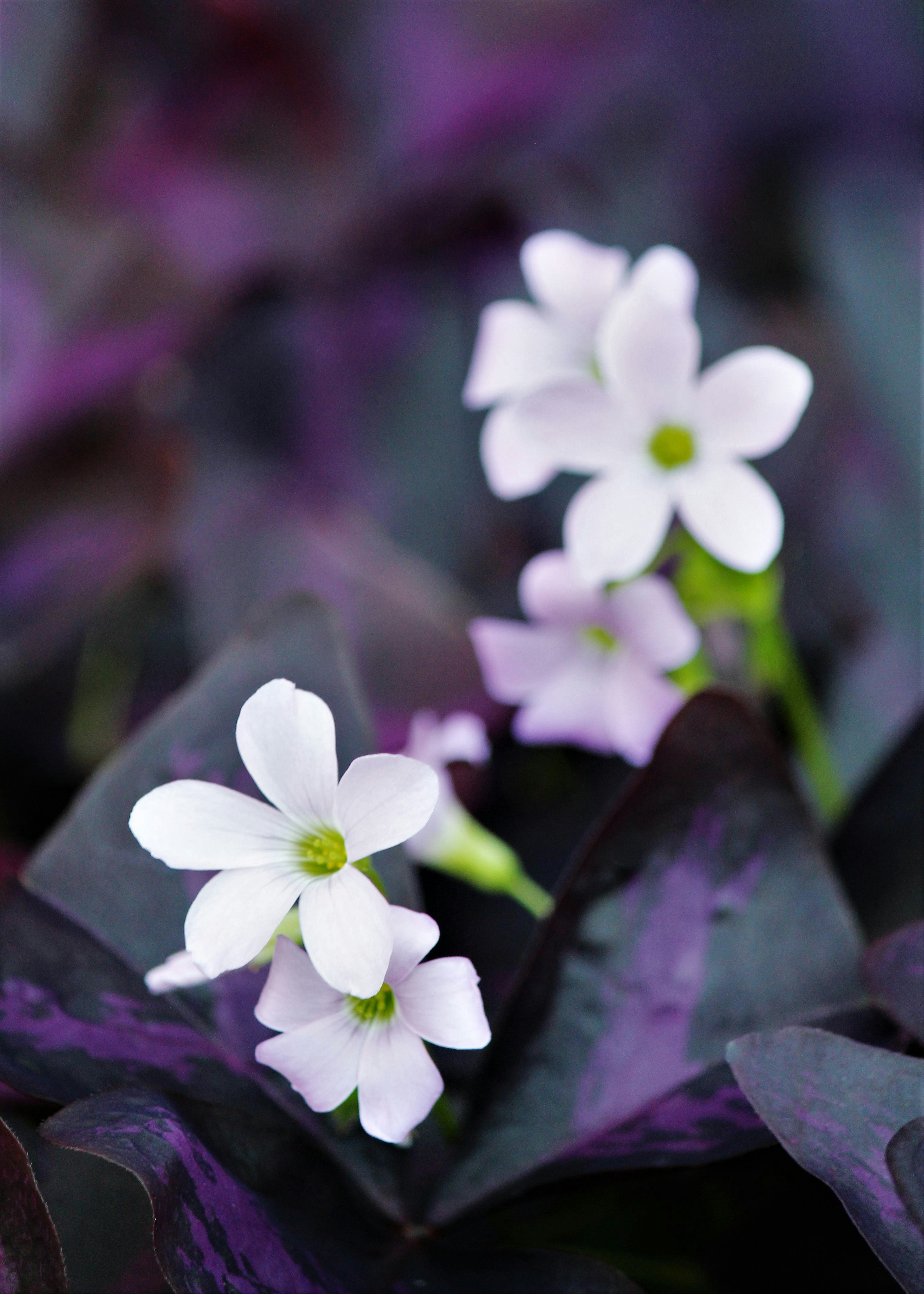 Fleurs blanches délicates contrastant avec des feuilles pourpres foncées