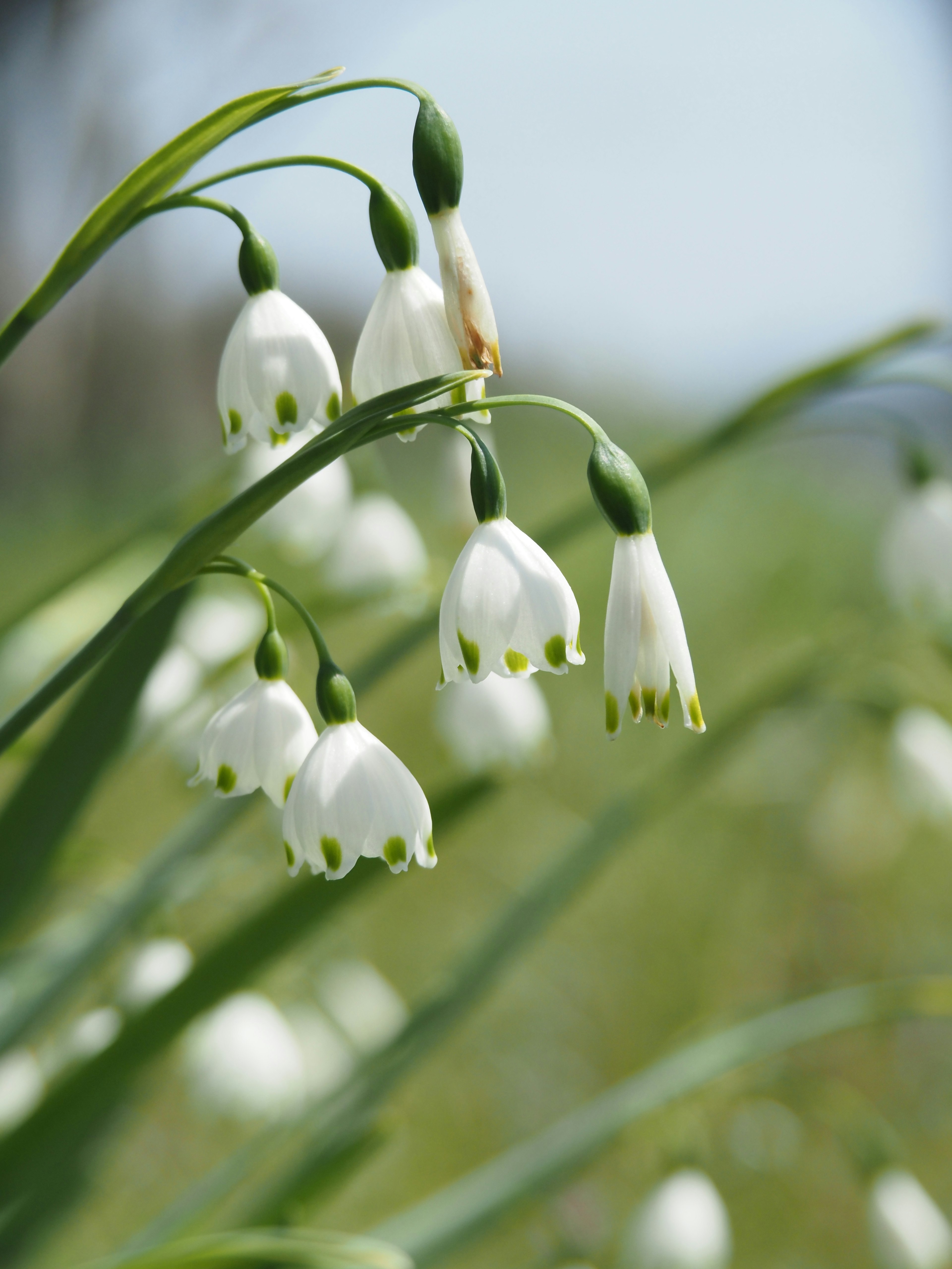 Fleurs de perce-neige en fleurs avec des pétales blancs et des pointes vertes