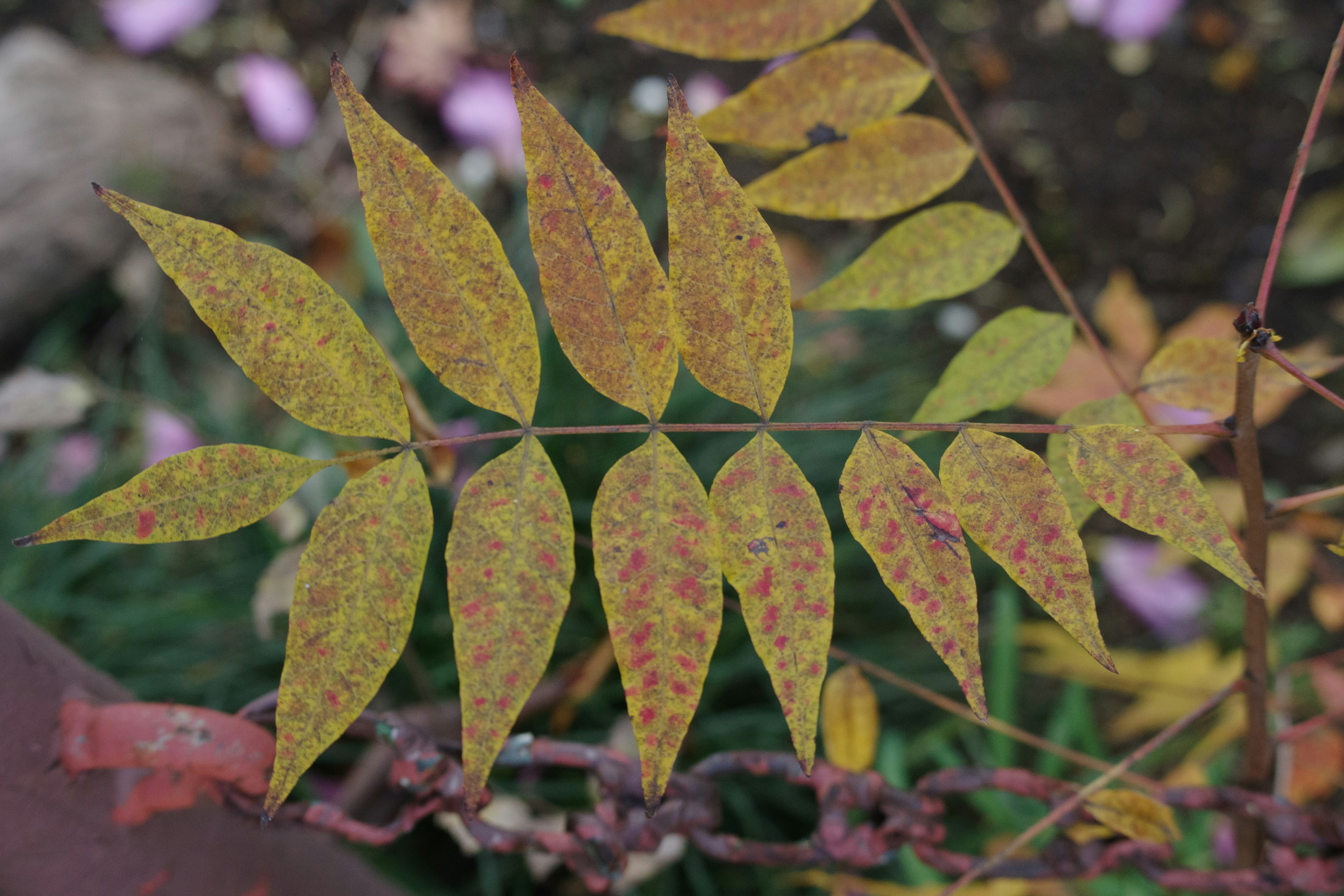 Close-up daun berwarna-warni yang tersusun di cabang tanaman