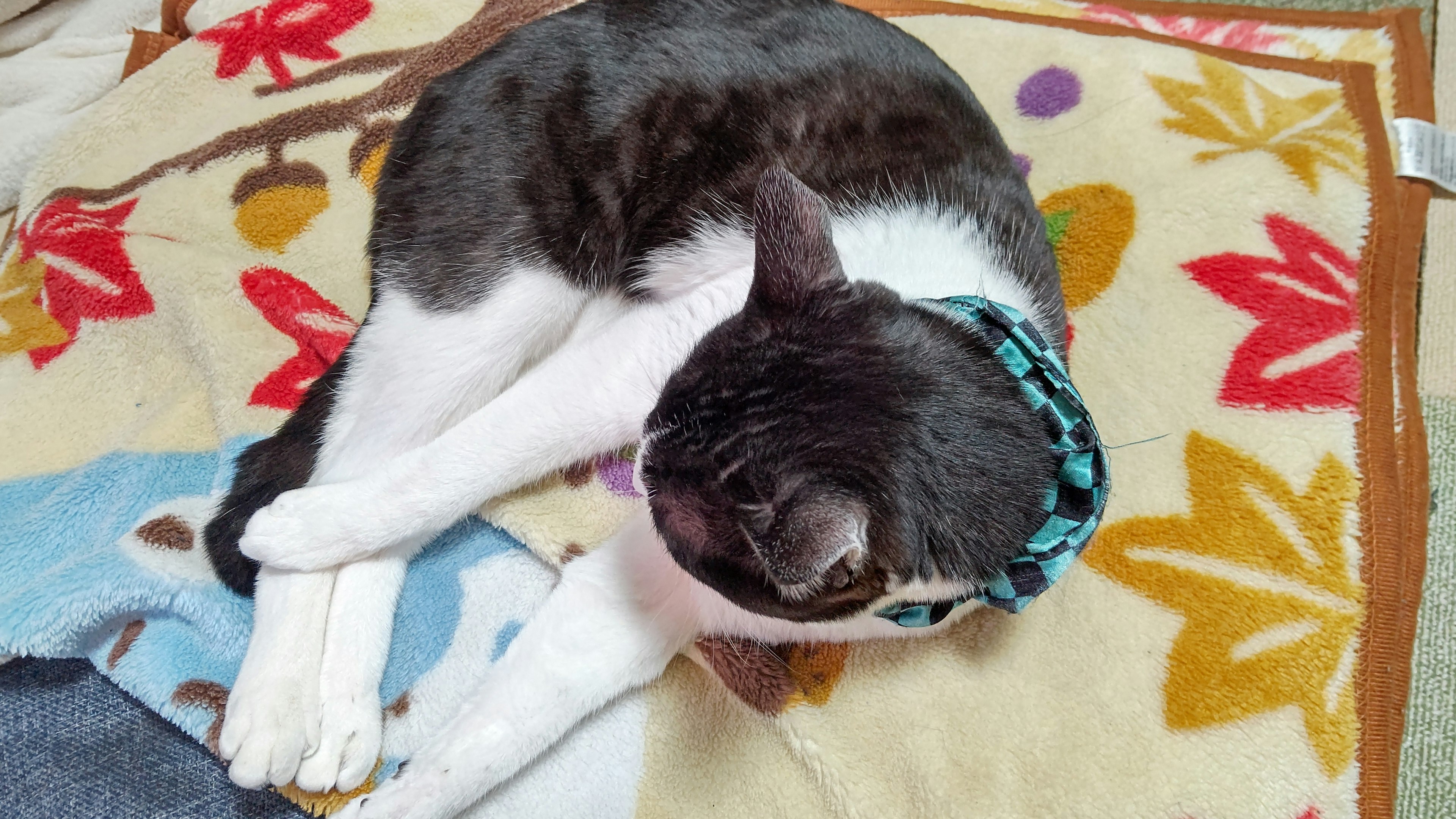 A gray and white cat sleeping on a colorful blanket