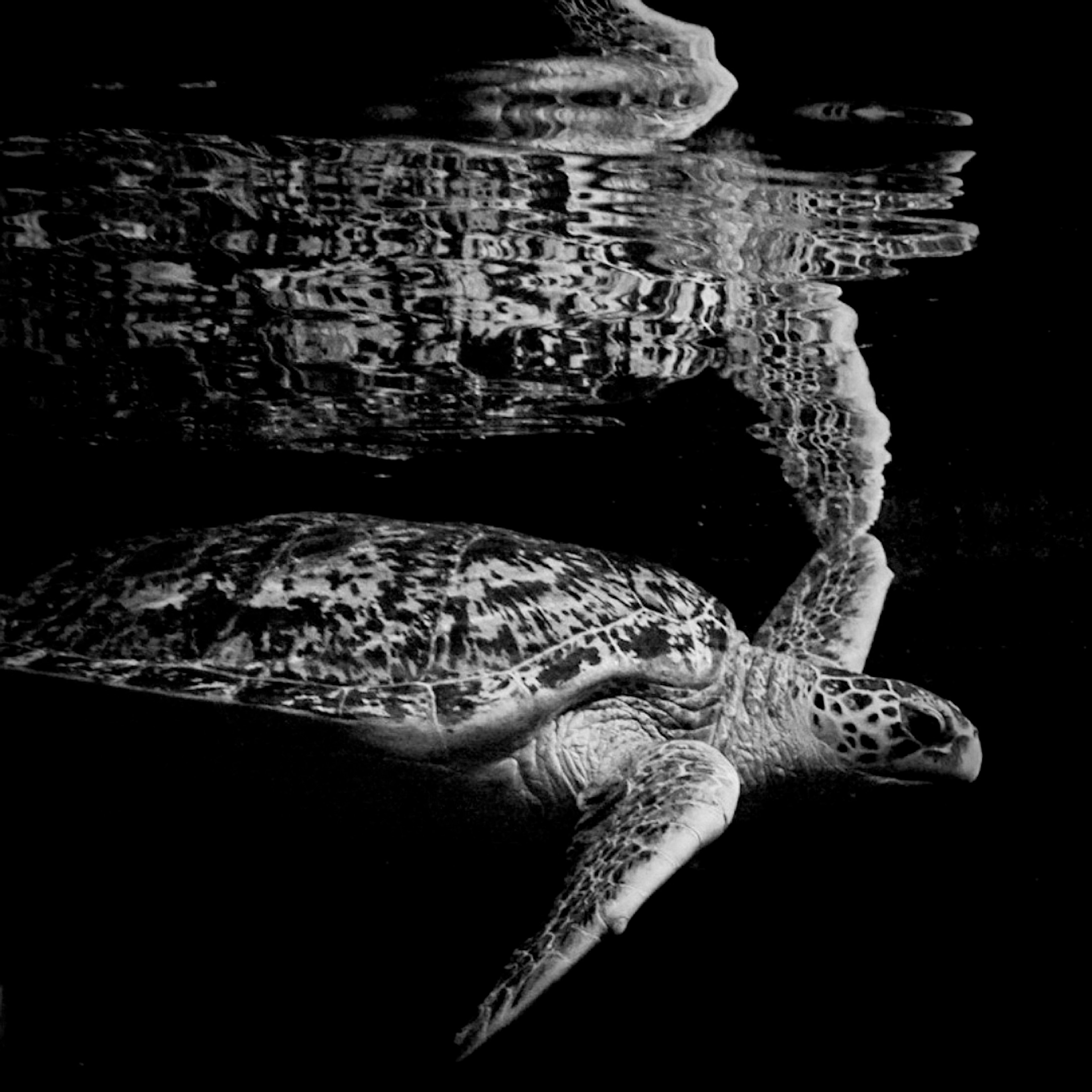 Imagen en blanco y negro de una tortuga marina nadando bajo el agua con reflejos en la superficie