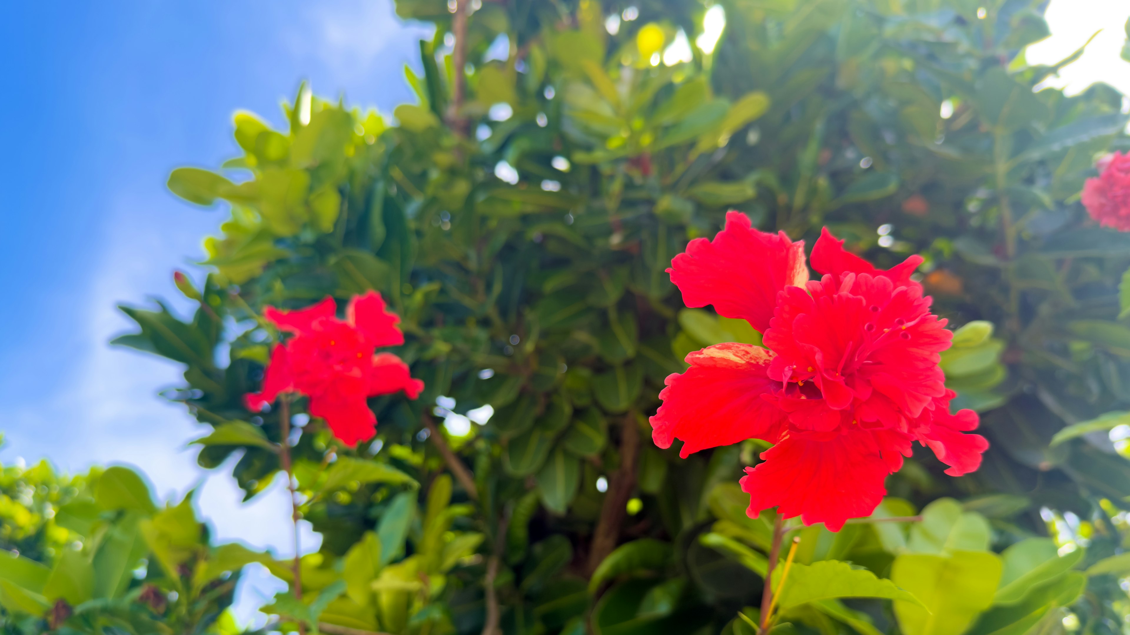 Fiori rossi vivaci circondati da foglie verdi lussureggianti